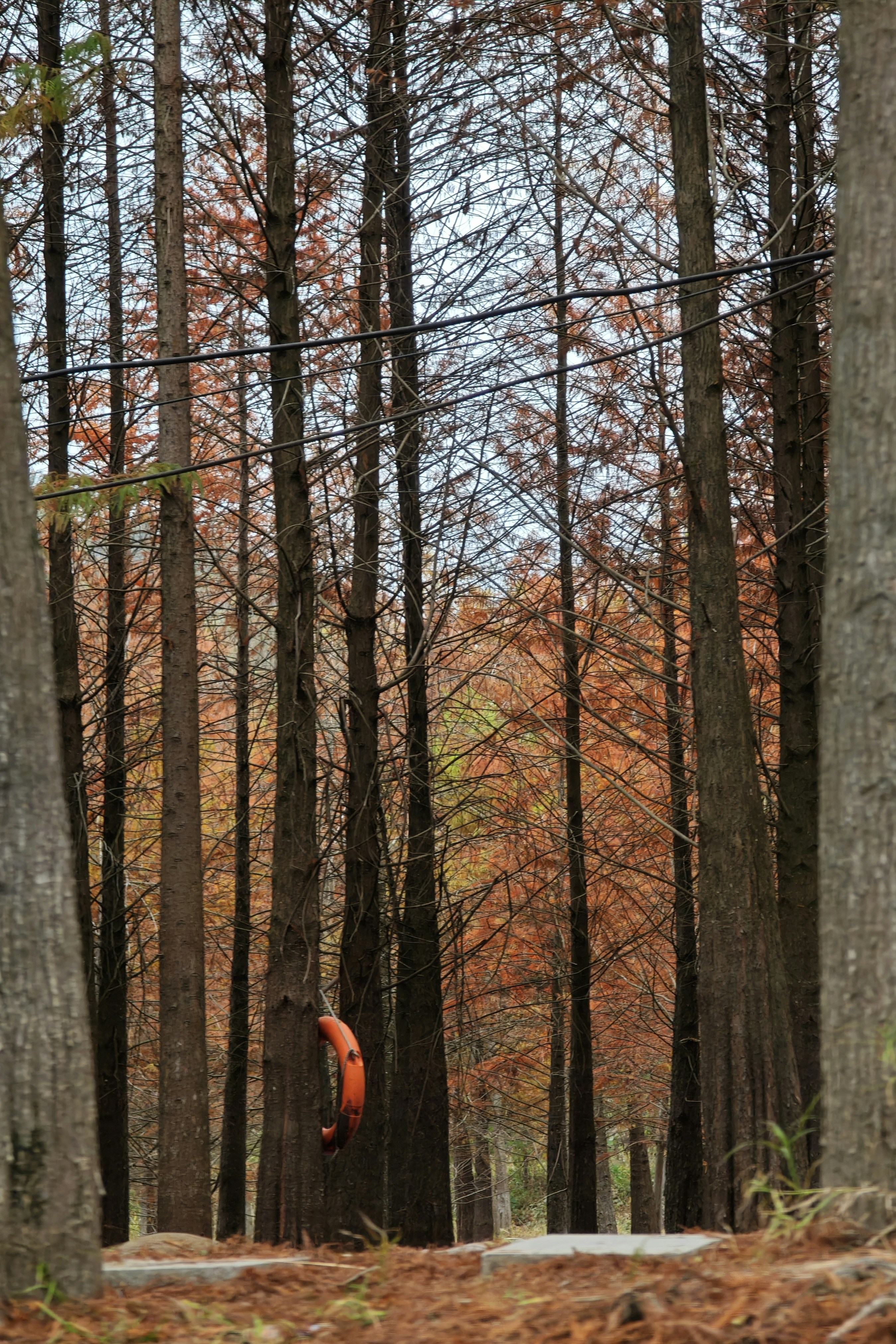 Forest Filled with Lots of Tall Trees