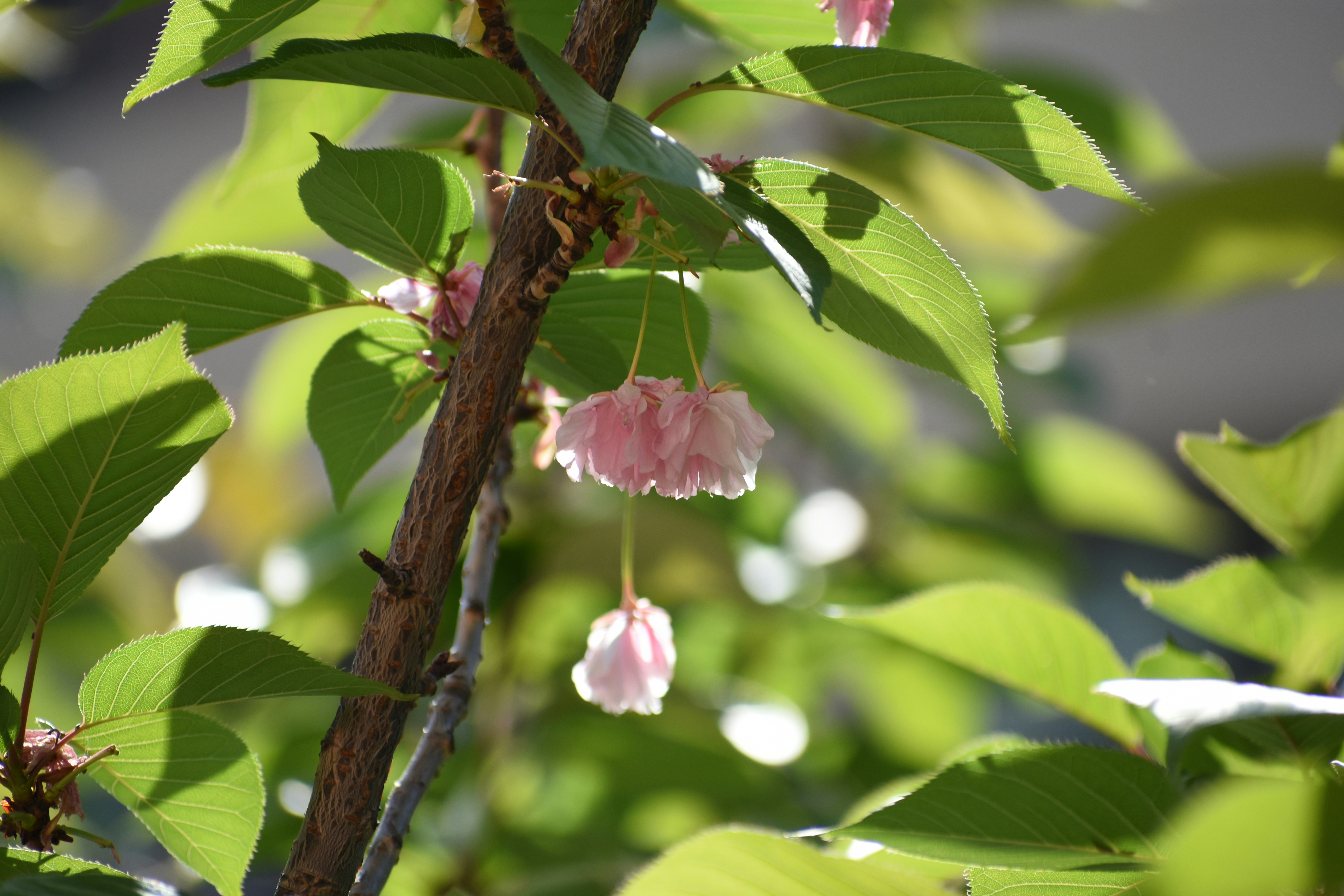 Photo by cranialgunk