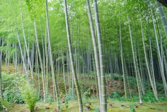 A forest filled with lots of tall trees