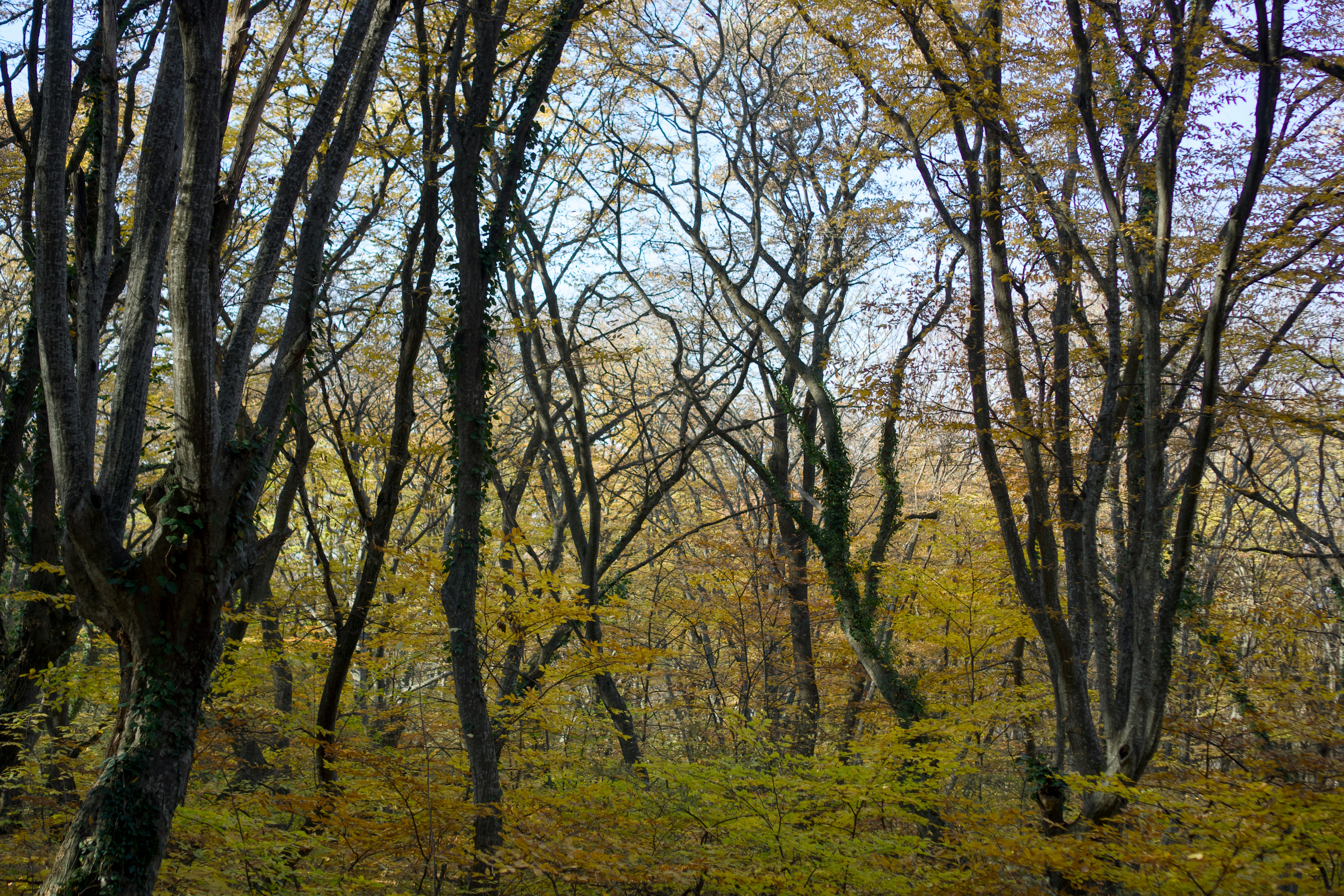 Photo by shabablinchikow