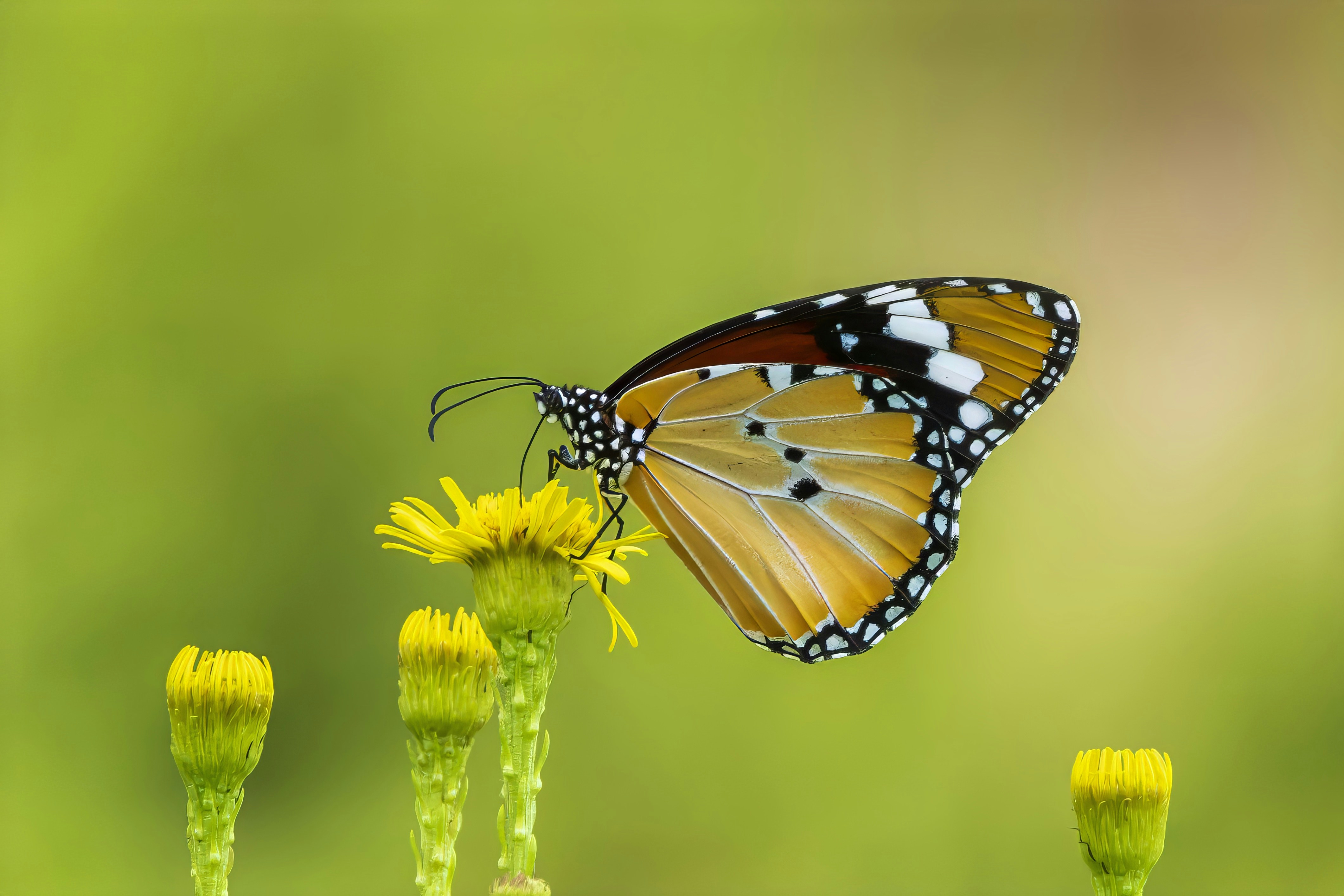 Photo by alfonsogarrido