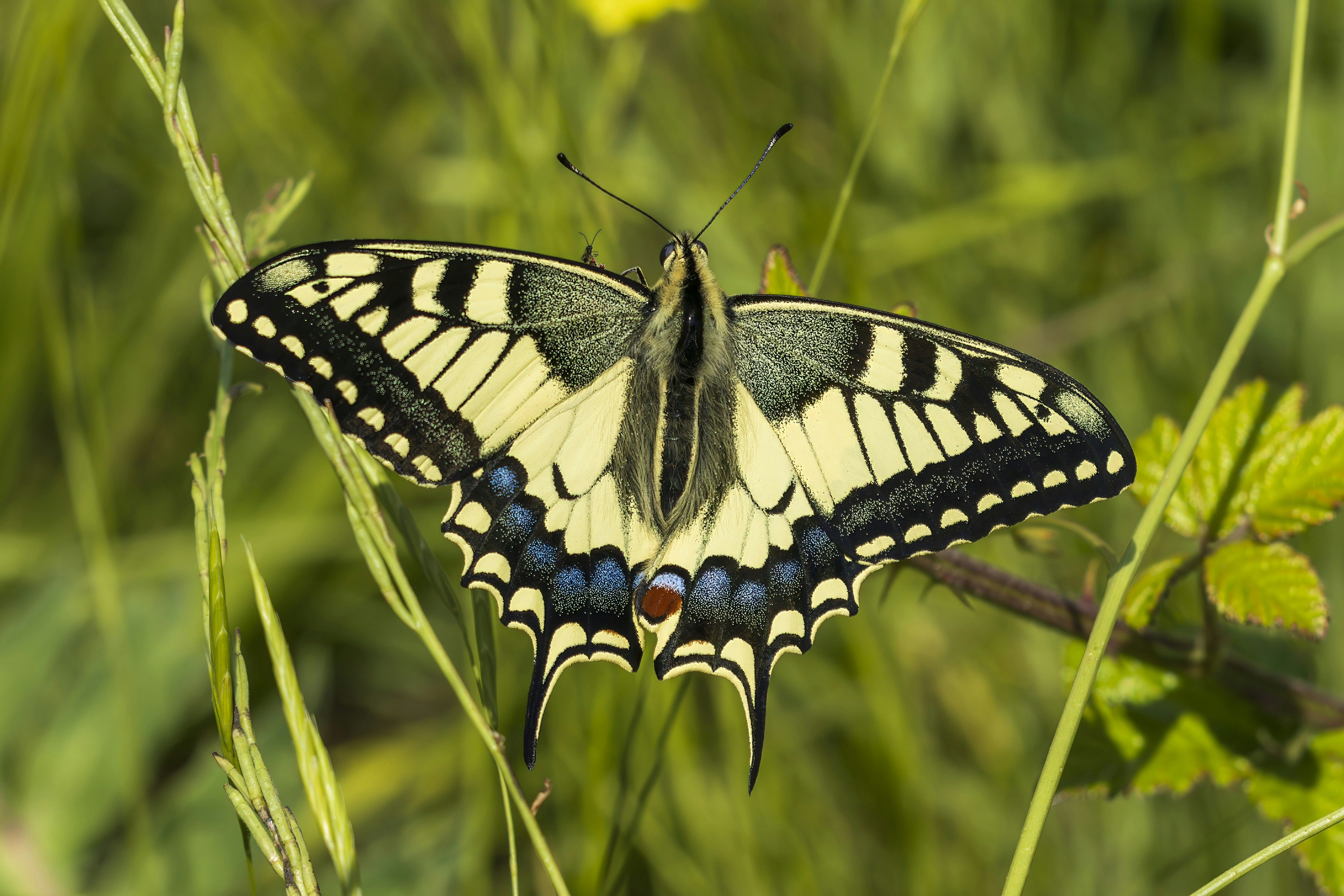 Photo by alfonsogarrido