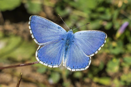 A blue butterfly sitting on top of a plant
