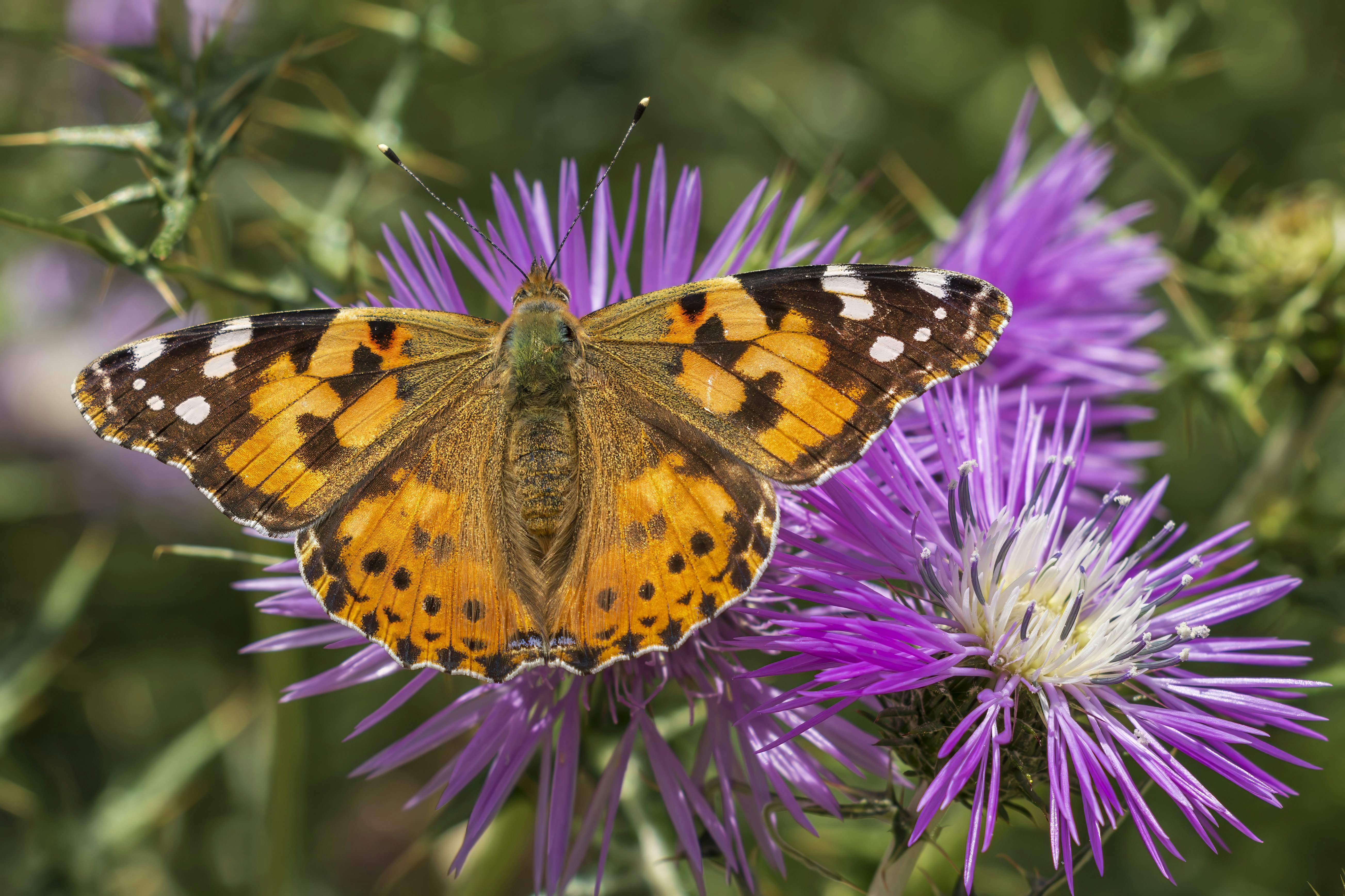 Photo by alfonsogarrido