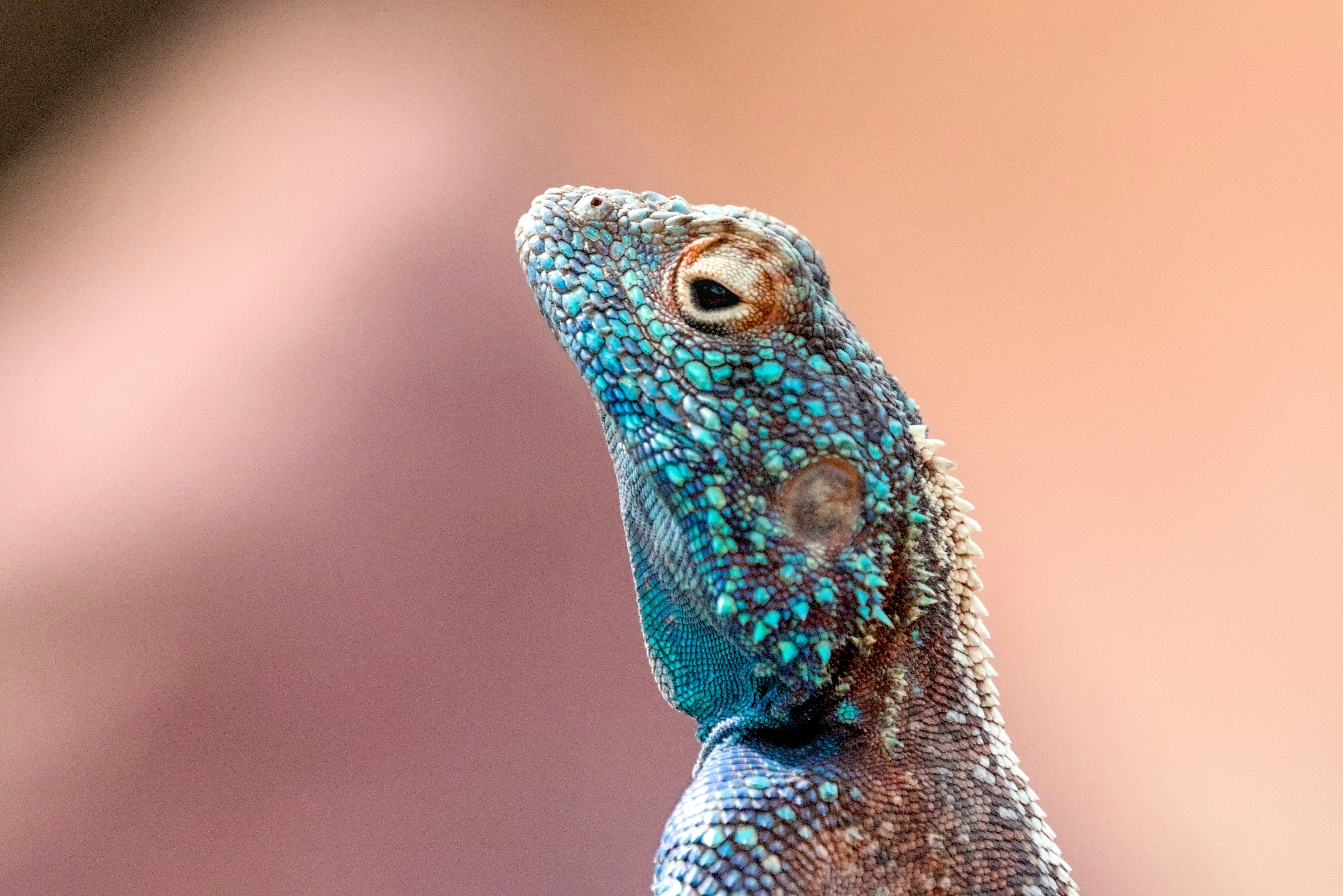 Close-up kadal dengan latar belakang buram