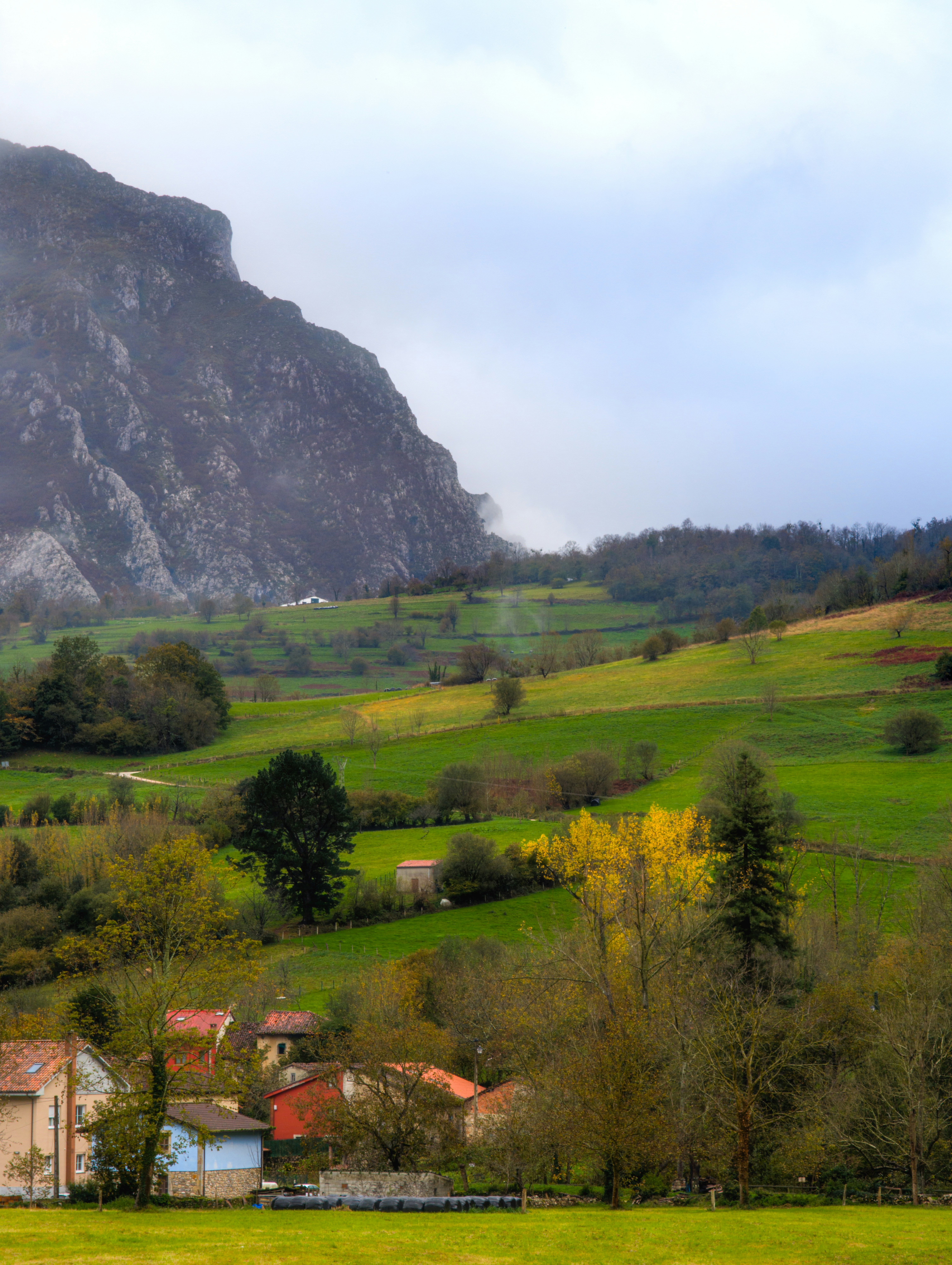 A lush green hillside covered in lots of trees
