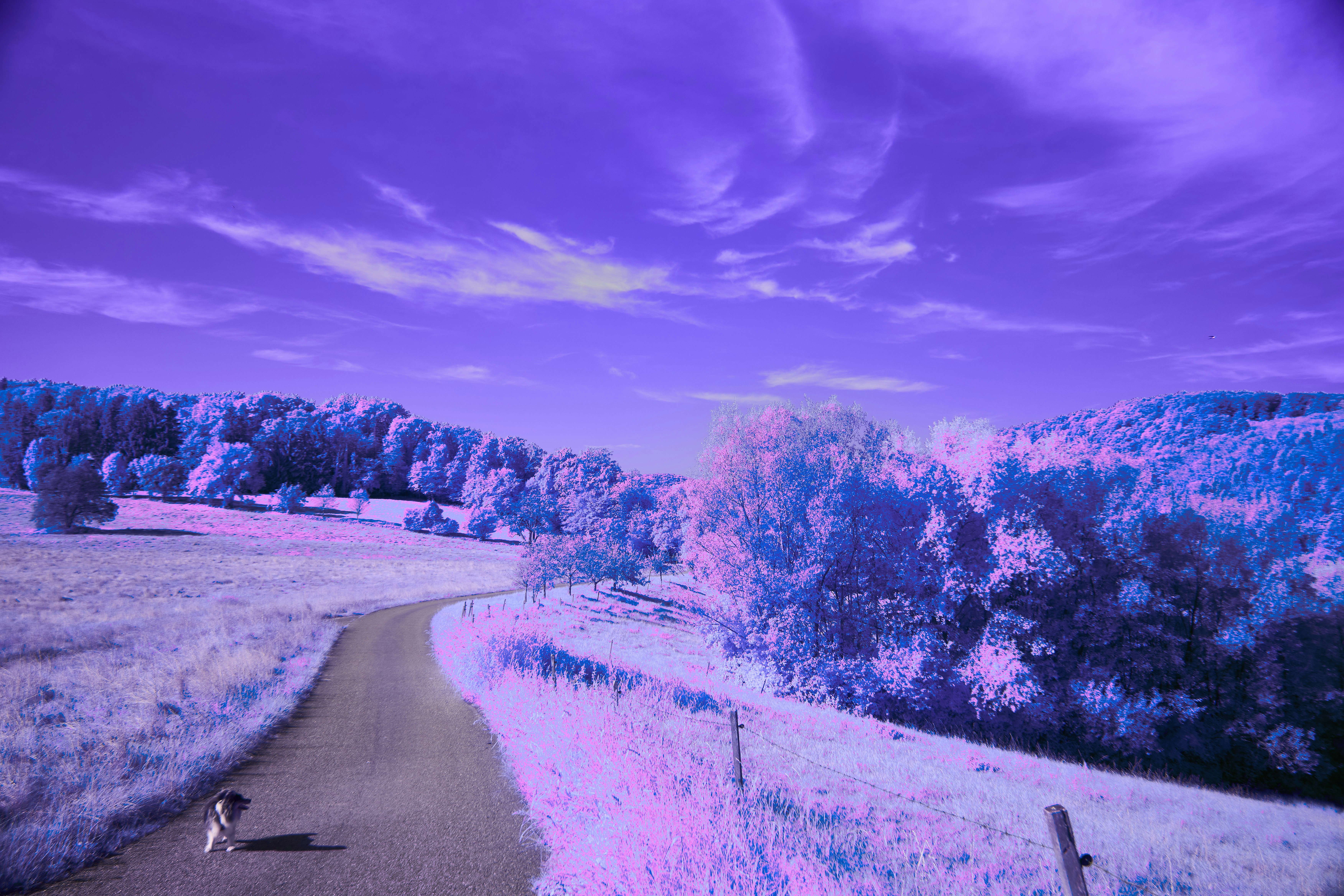 Photo by wolfgang_hasselmann