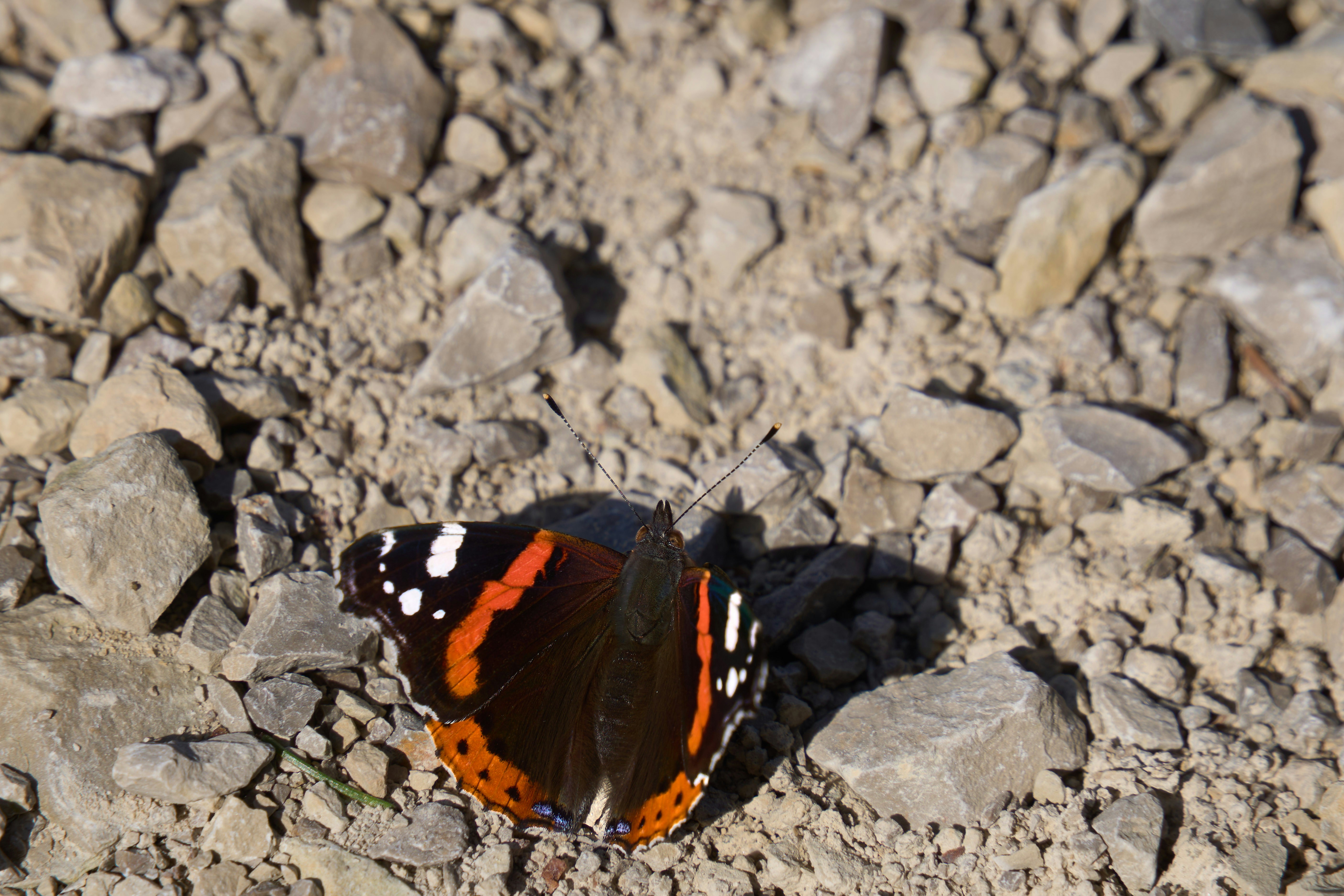 Photo by wolfgang_hasselmann