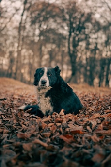 A black and white dog laying in a pile of leaves