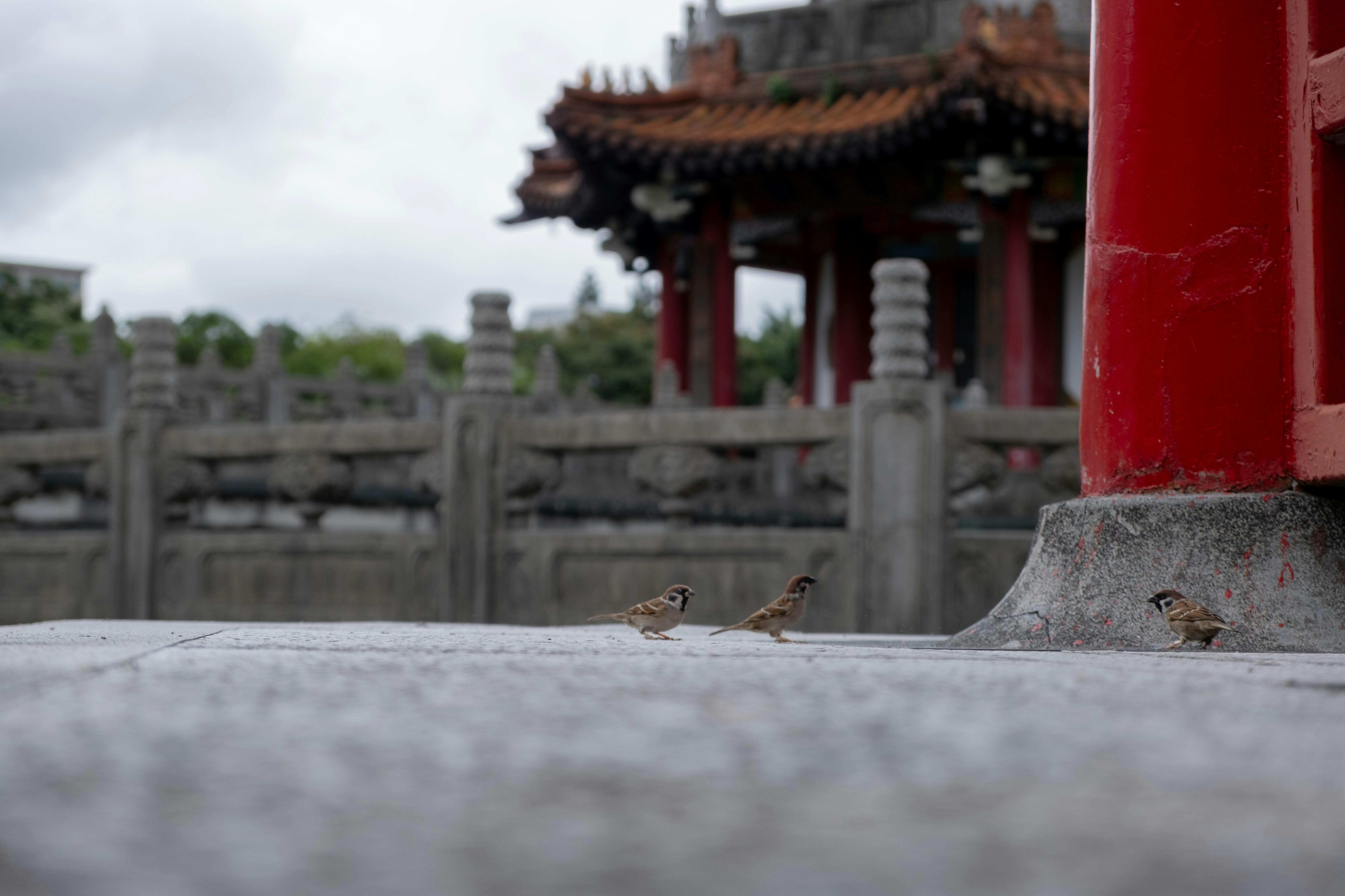 A small bird is sitting on the ground in front of a building