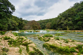 A river running through a lush green forest