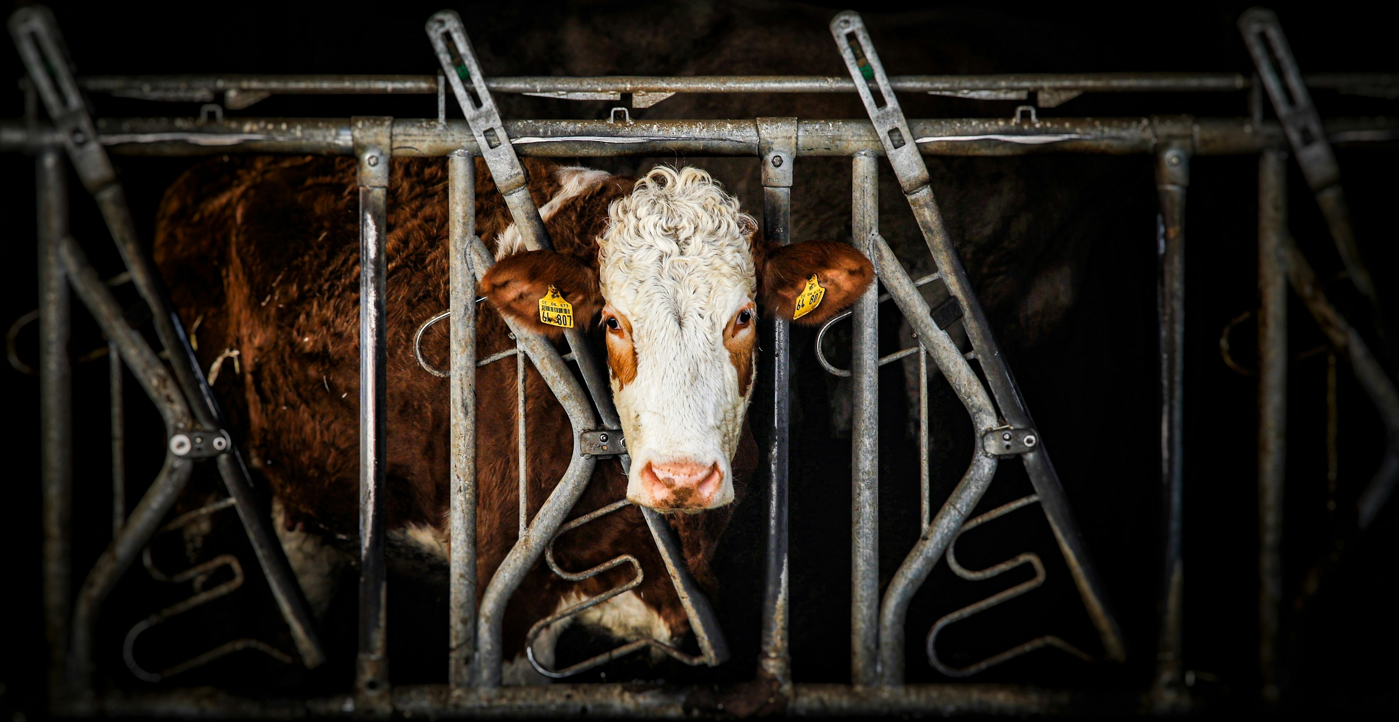 Eine Kuh in einem Käfig, die durch die Gitterstäbe schaut