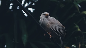 A bird sitting on a branch in a tree