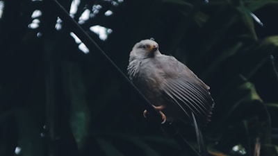 A bird sitting on a branch in a tree