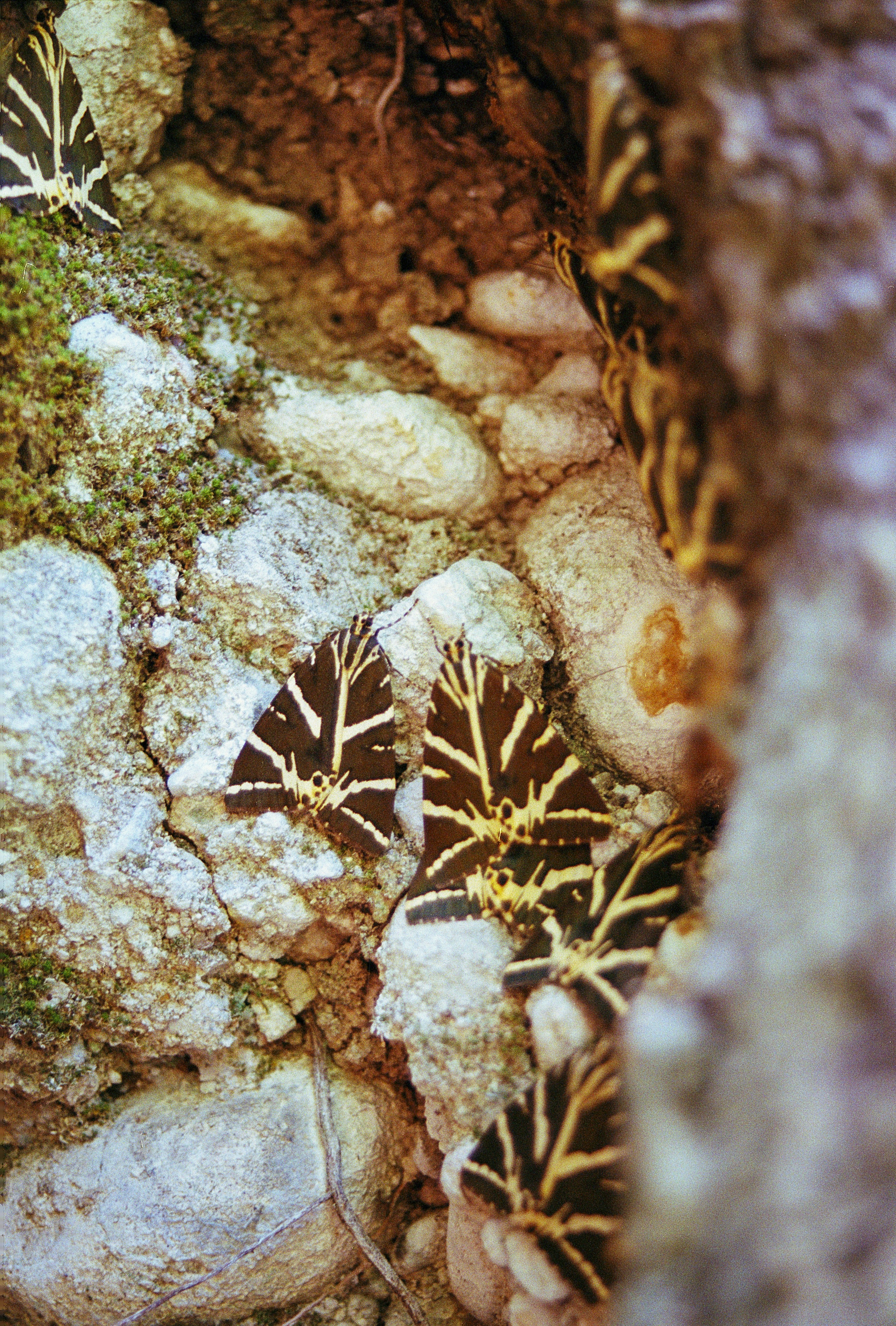 Stone with plants growing - represents earth element energy