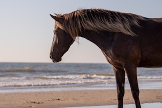 A brown horse standing on top of a sandy beach