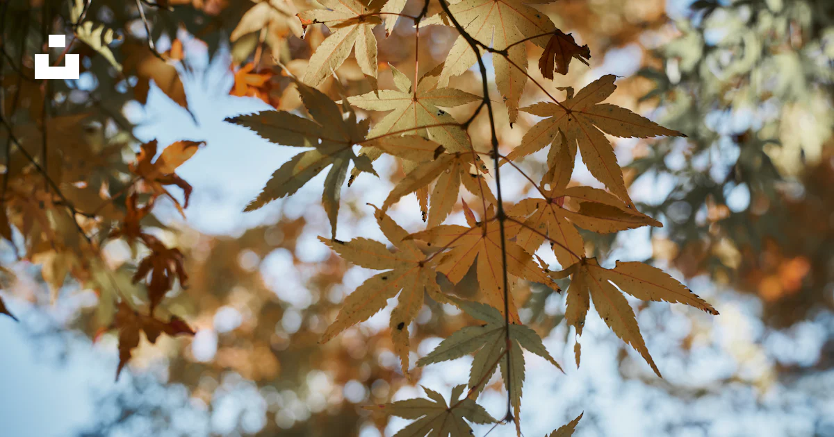 A close up of a leafy tree with a blue sky in the background photo ...