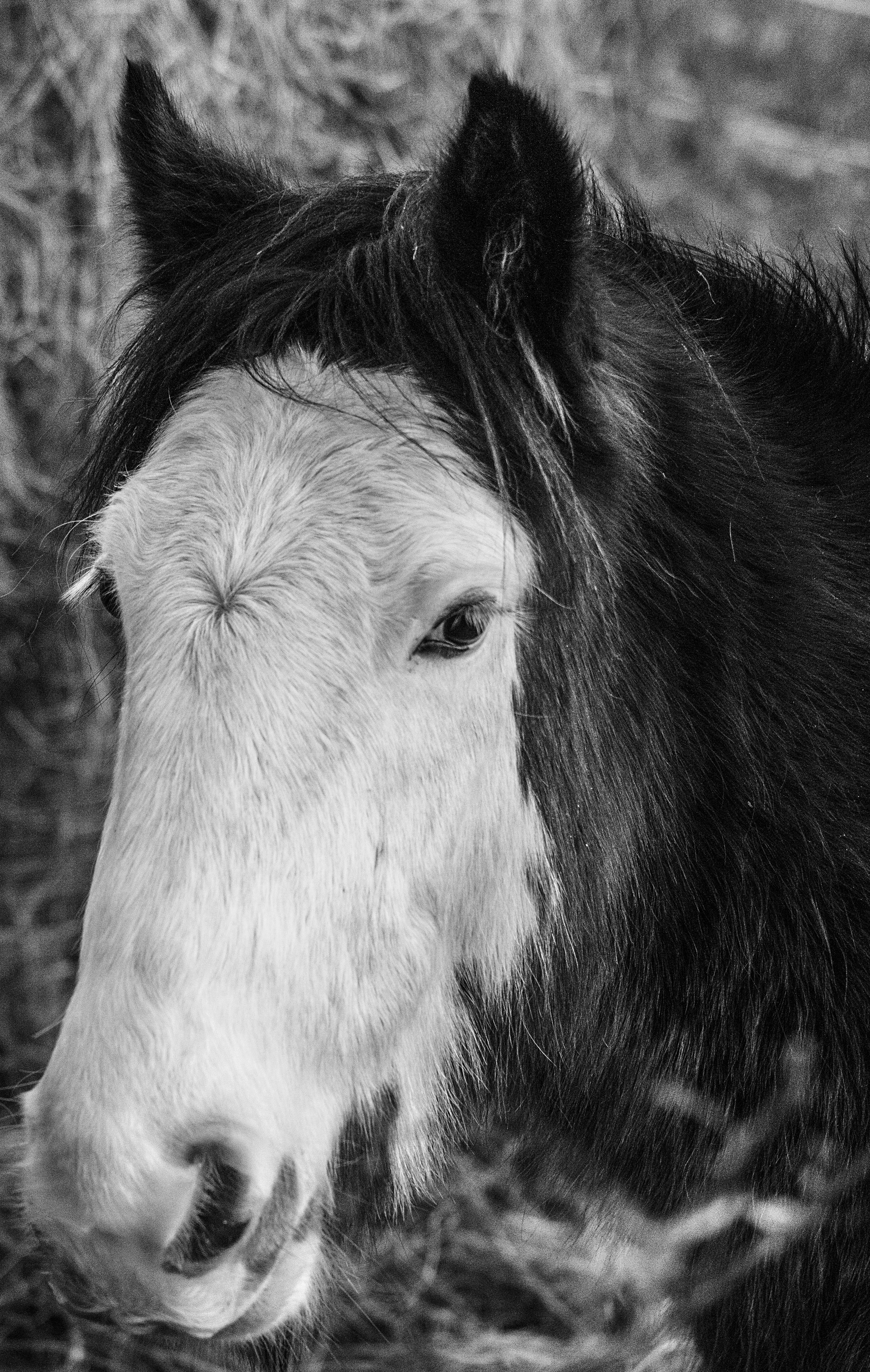 A black and white photo of a horse