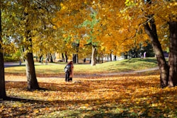 A person walking through a park in the fall