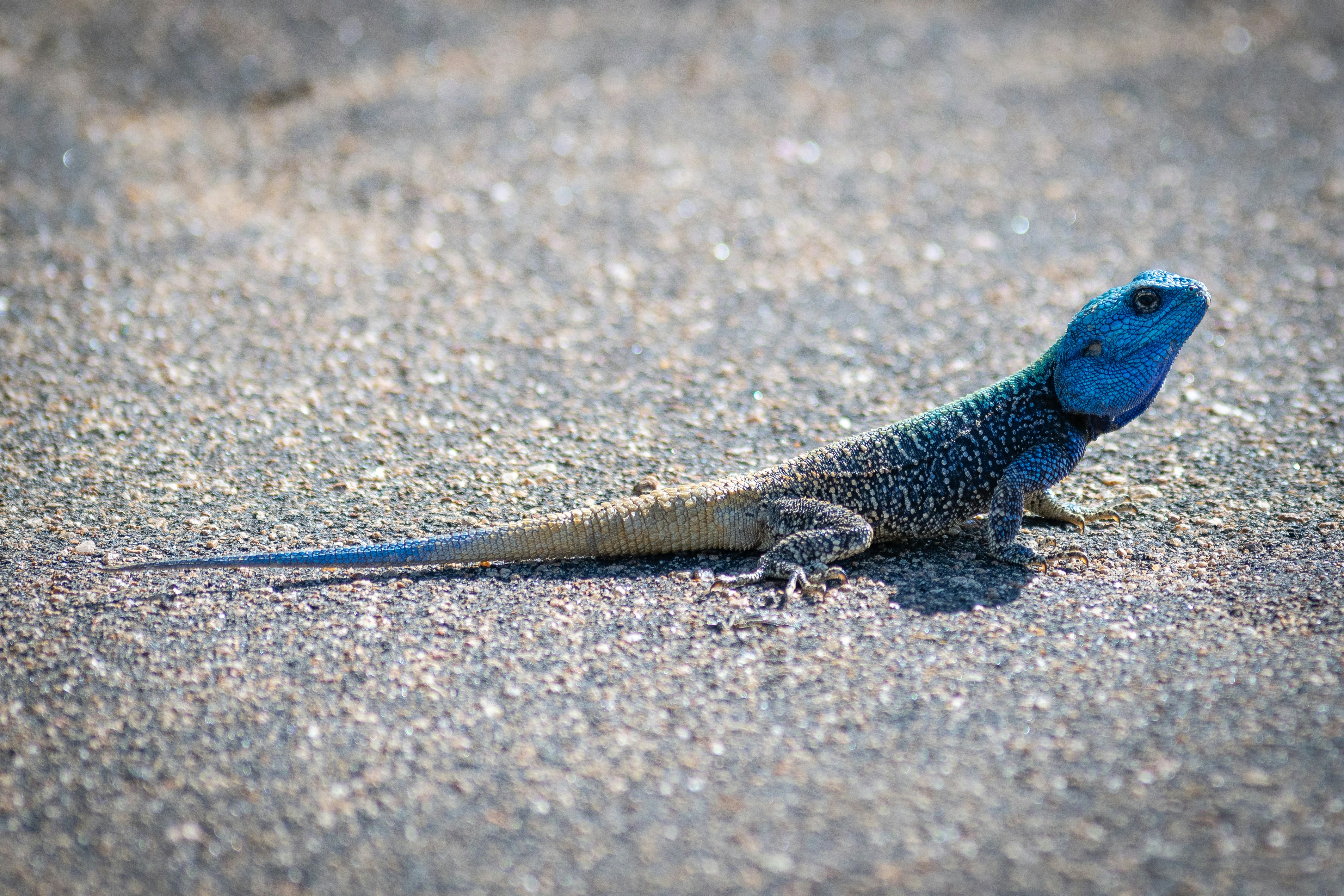 A blue lizard is sitting on the ground