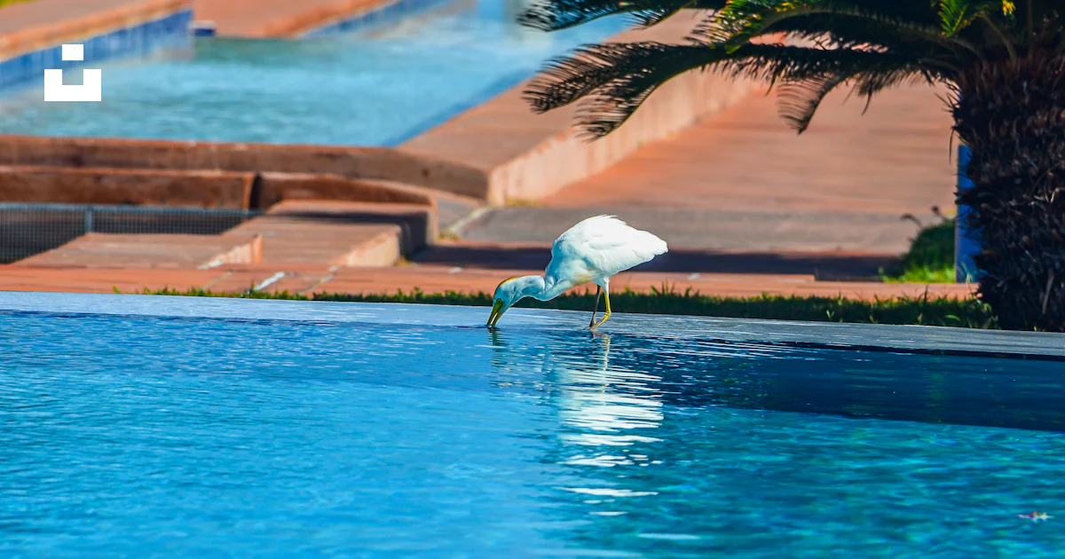 A white bird standing in a pool next to a palm tree photo – Free Pool ...