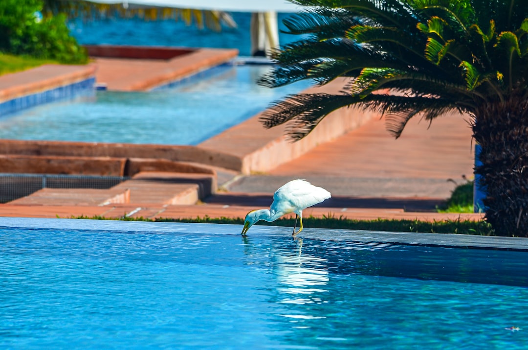 A white bird standing in a pool next to a palm tree,