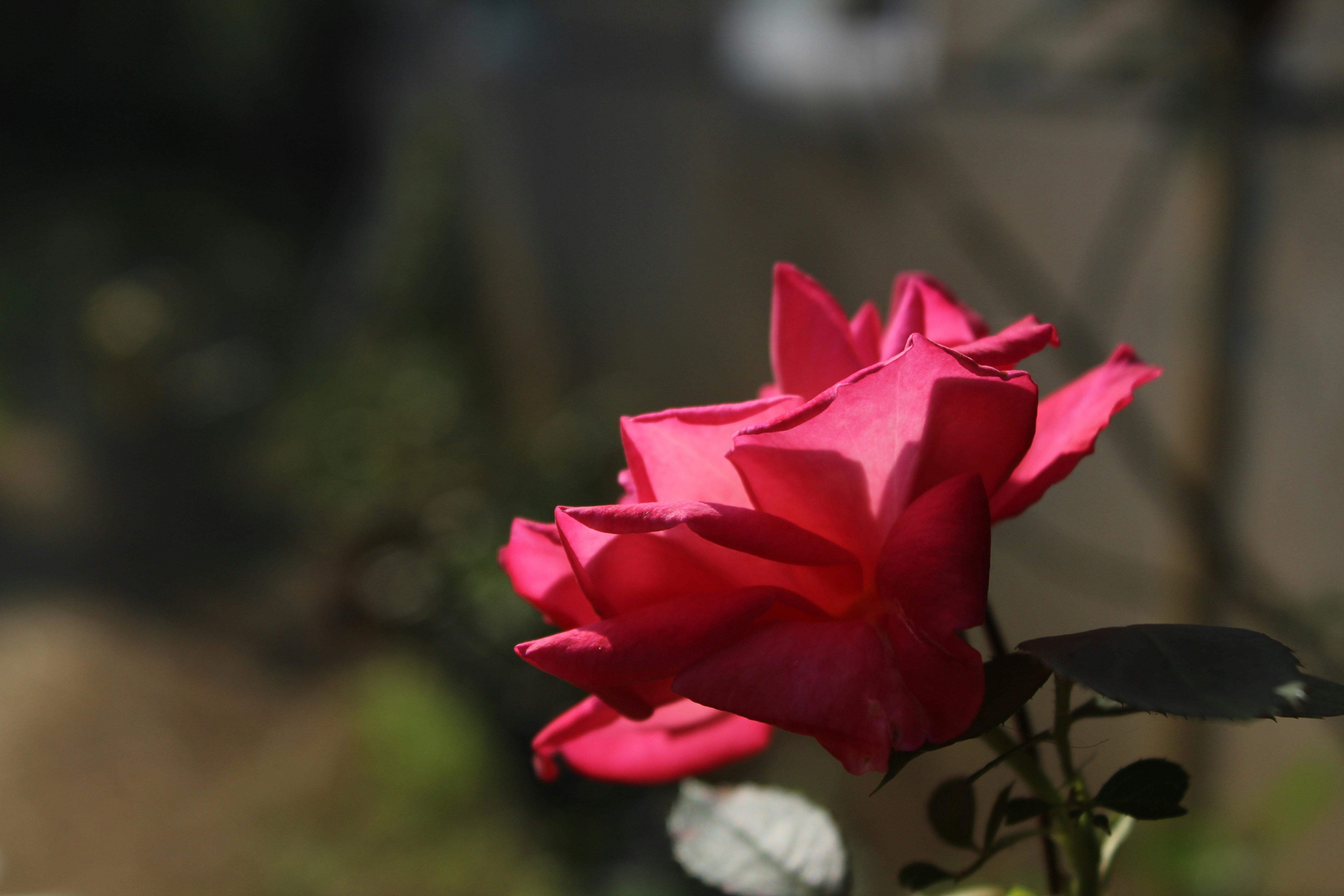 A single red rose in a vase on a table