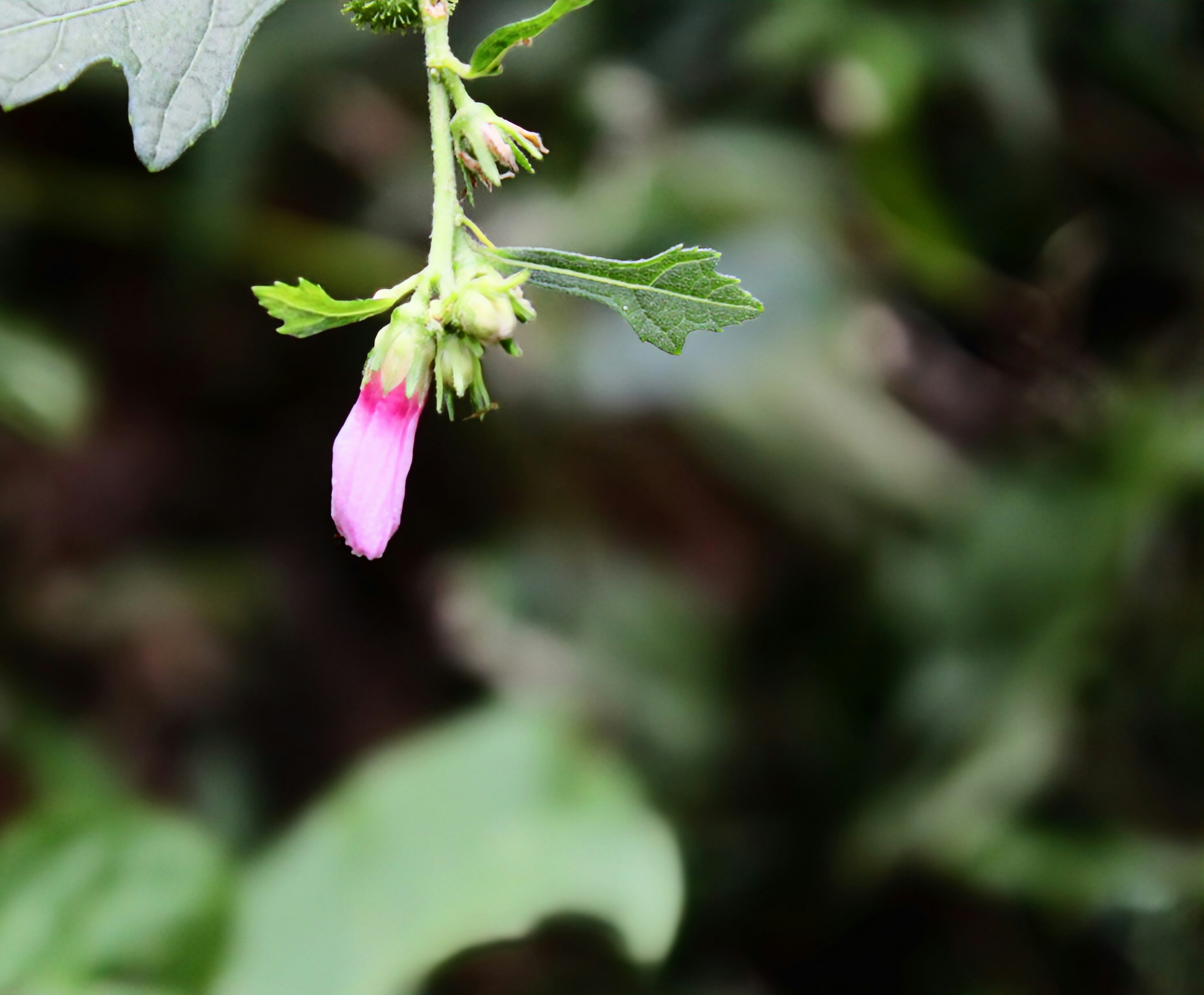 Photo by photogitthi