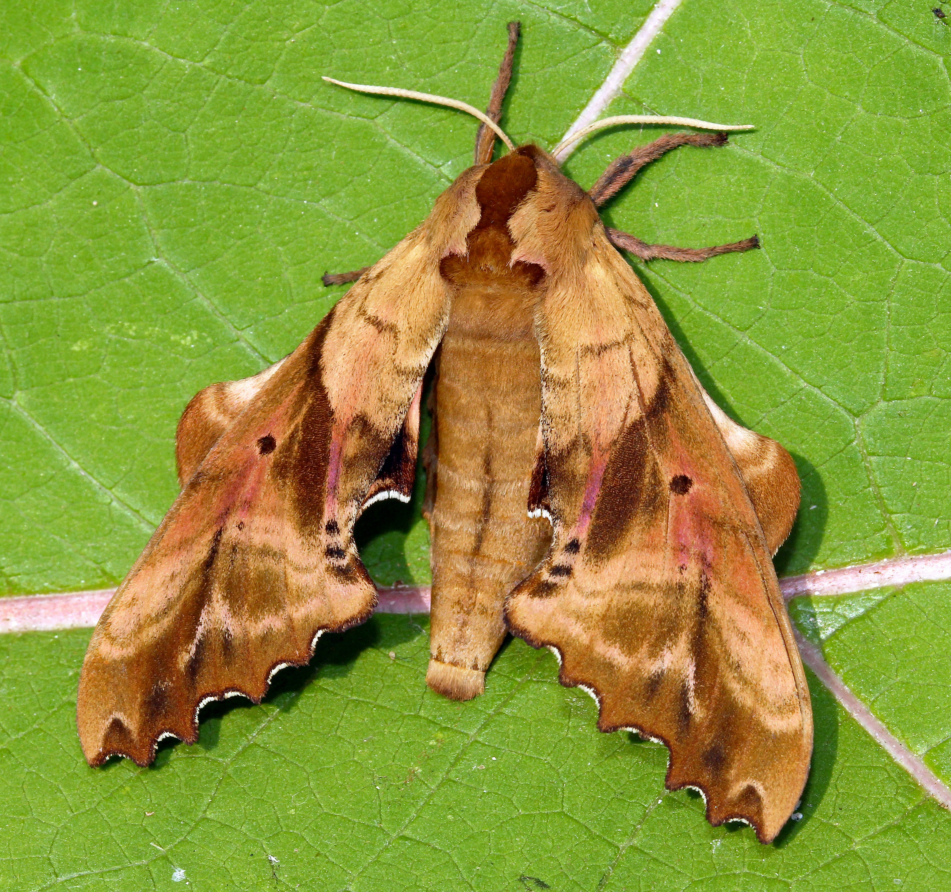 A brown moth sitting on top of a green leaf photo – Free Insect Image ...