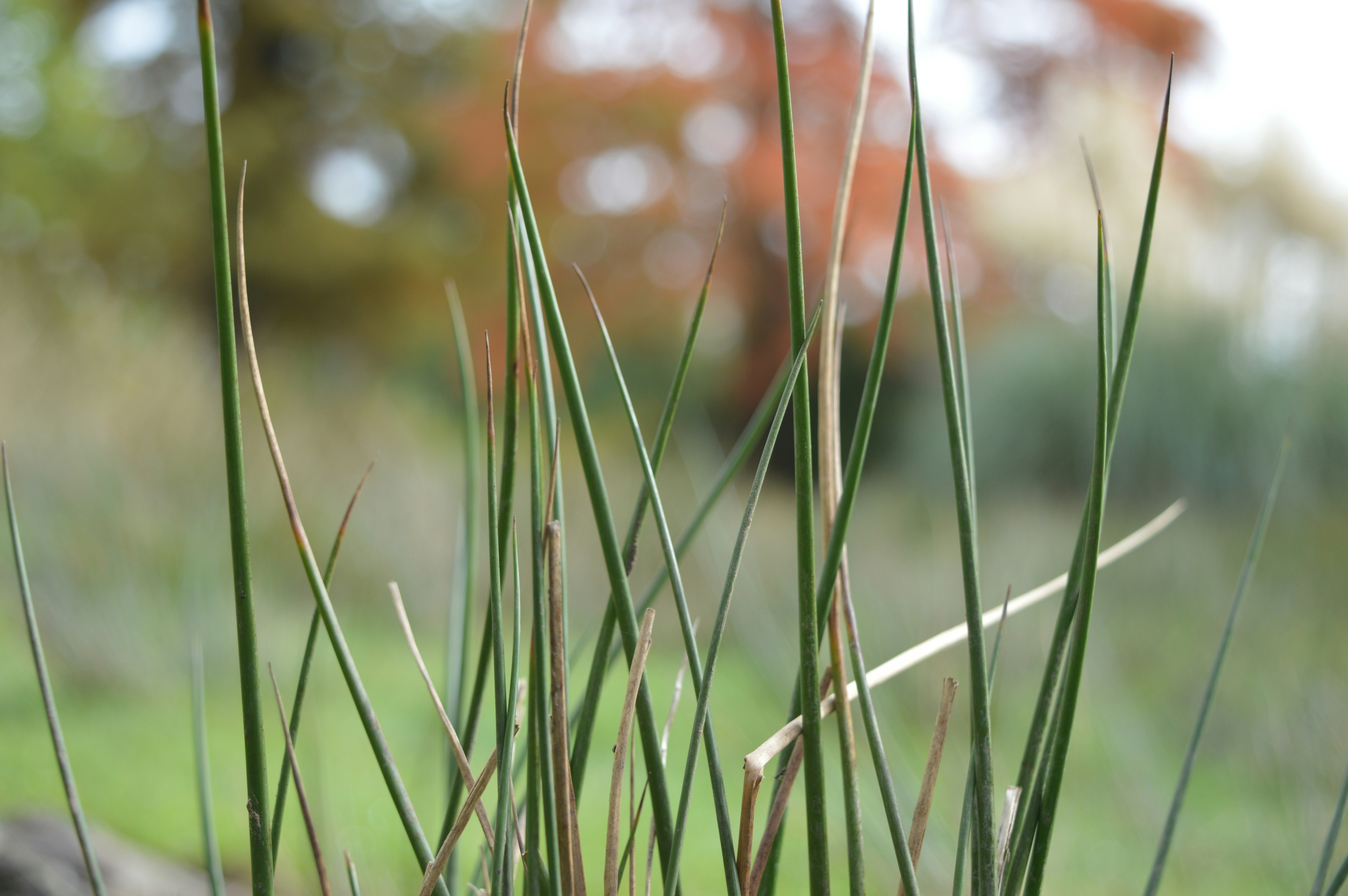 Photo by joseph_r_mason