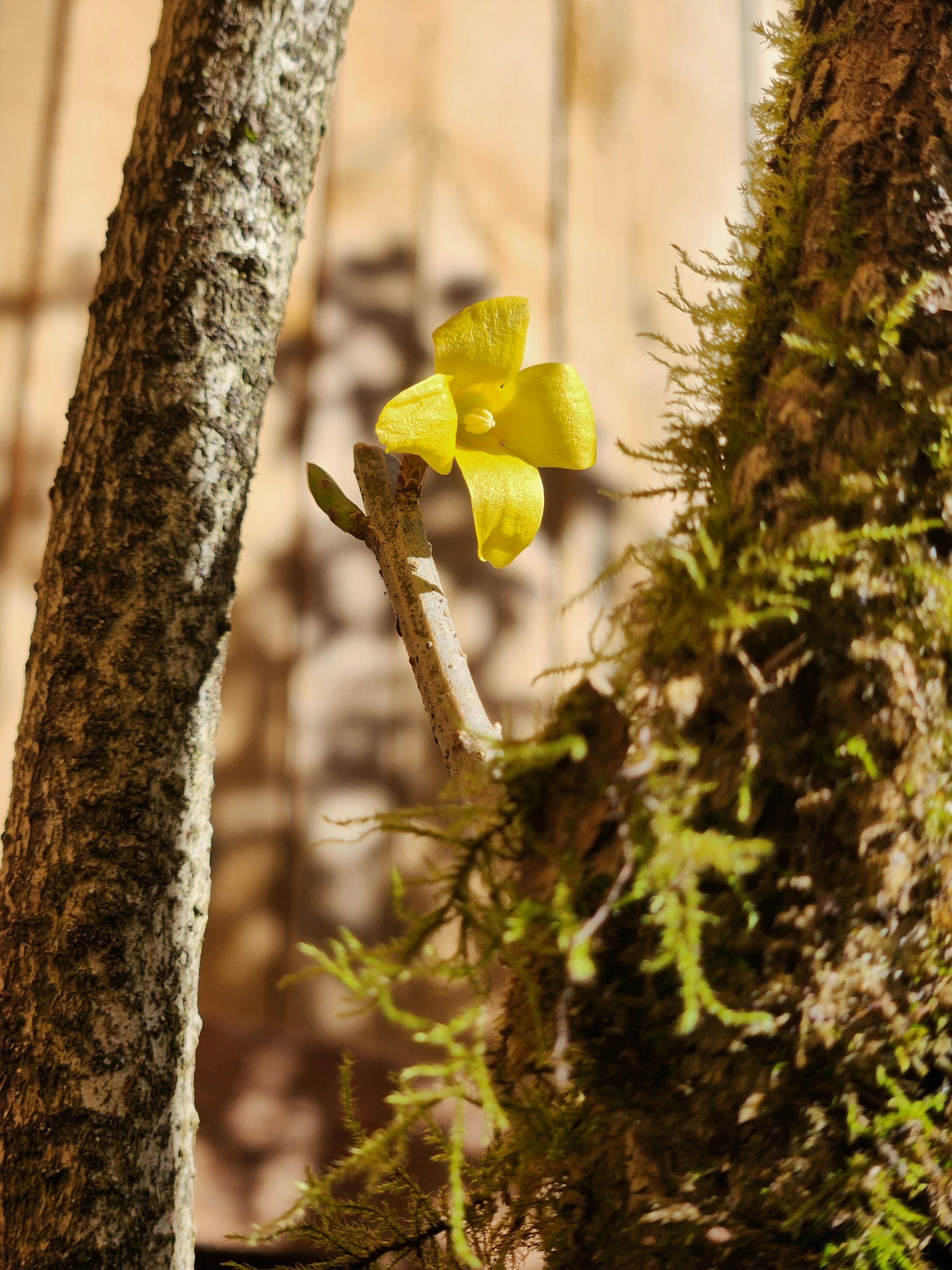A small yellow flower is growing on a tree photo – Free Flower Image on ...