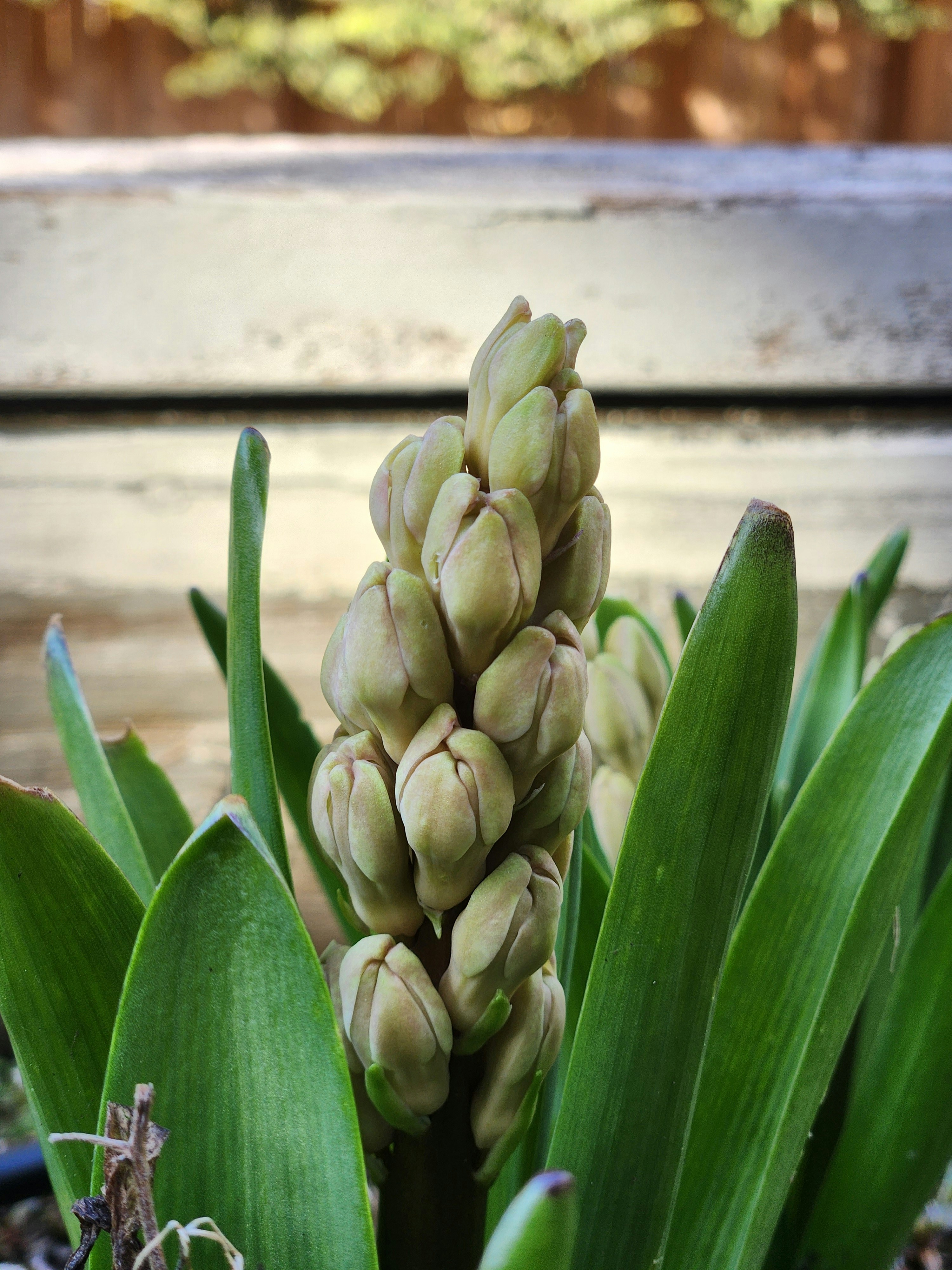 A close up of a plant with green leaves photo – Free Flower Image on ...