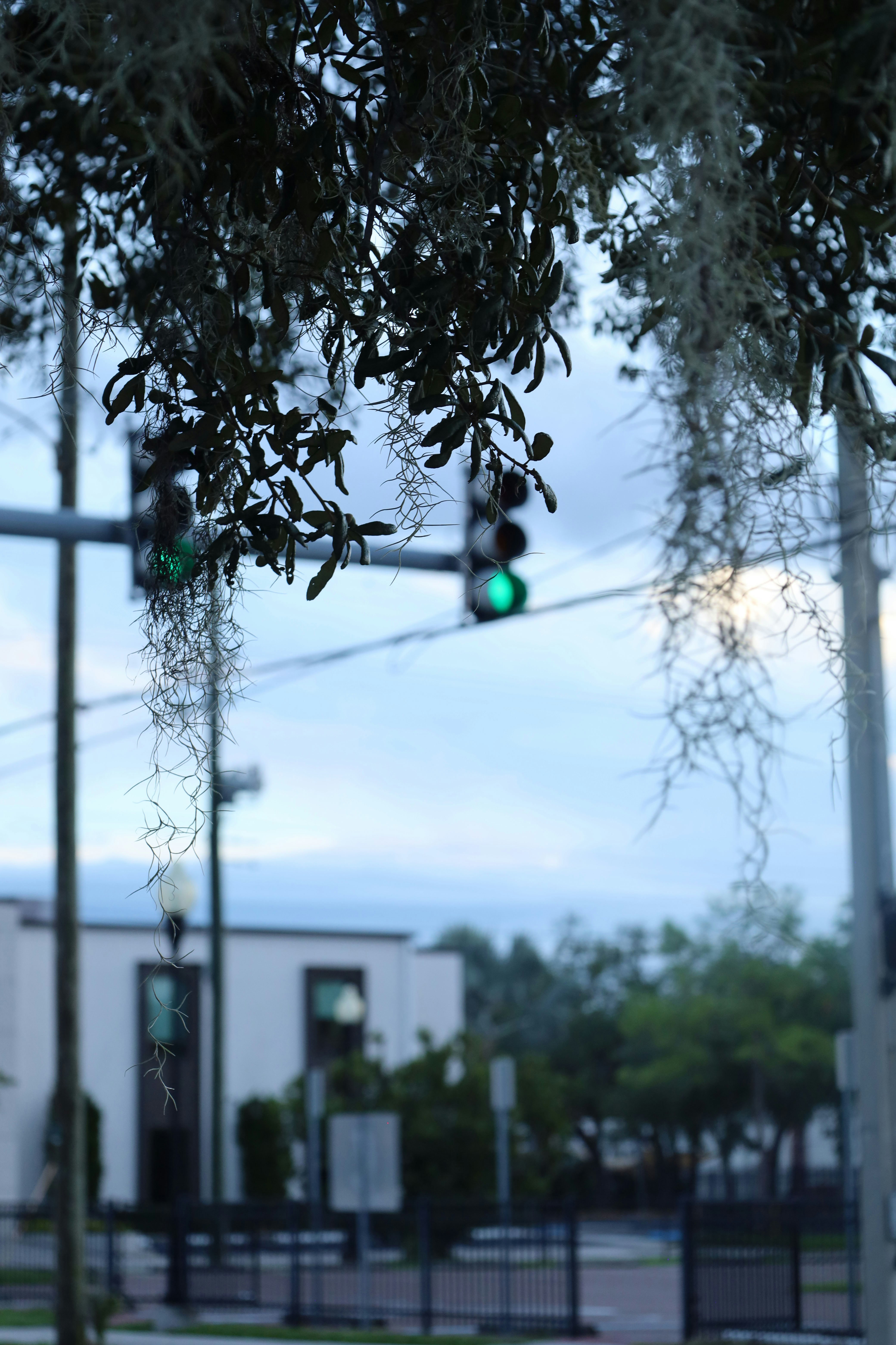 A traffic light hanging from the side of a tree