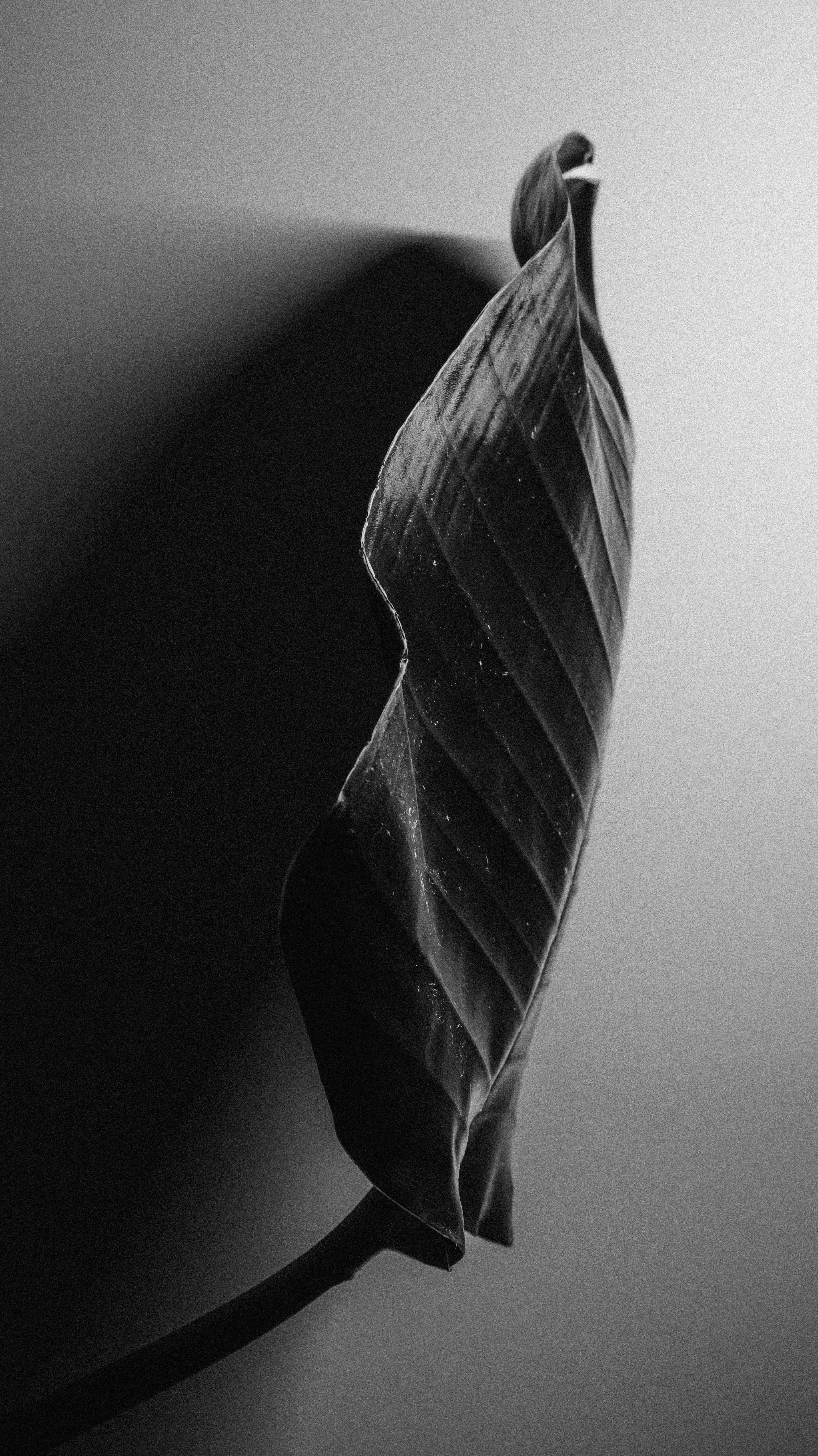 A black and white photo of a leaf