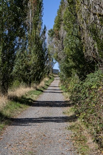 A dirt road surrounded by trees and bushes