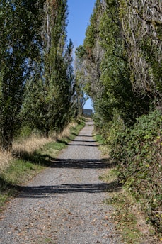 A dirt road surrounded by trees and bushes