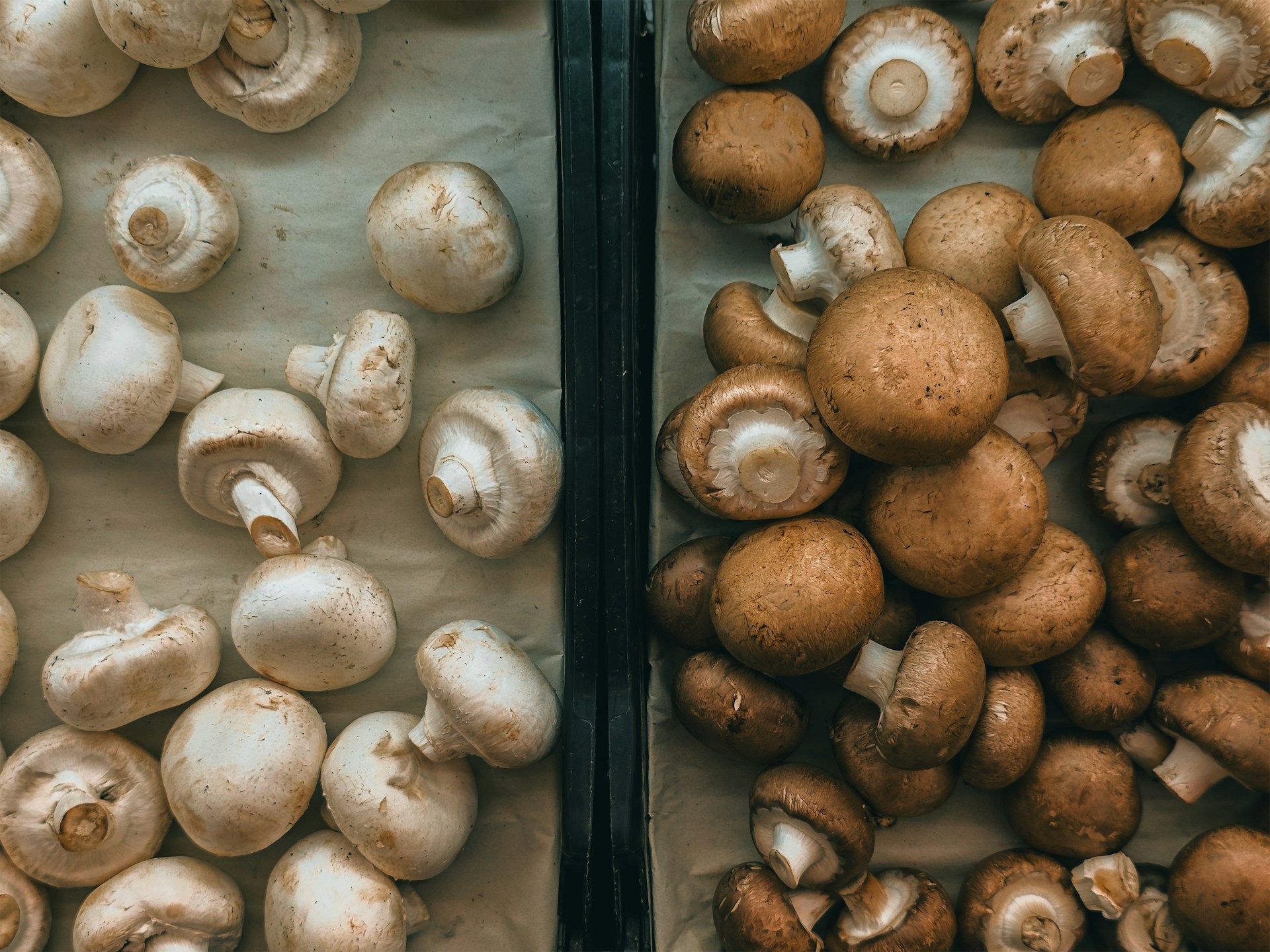A bunch of mushrooms sitting next to each other