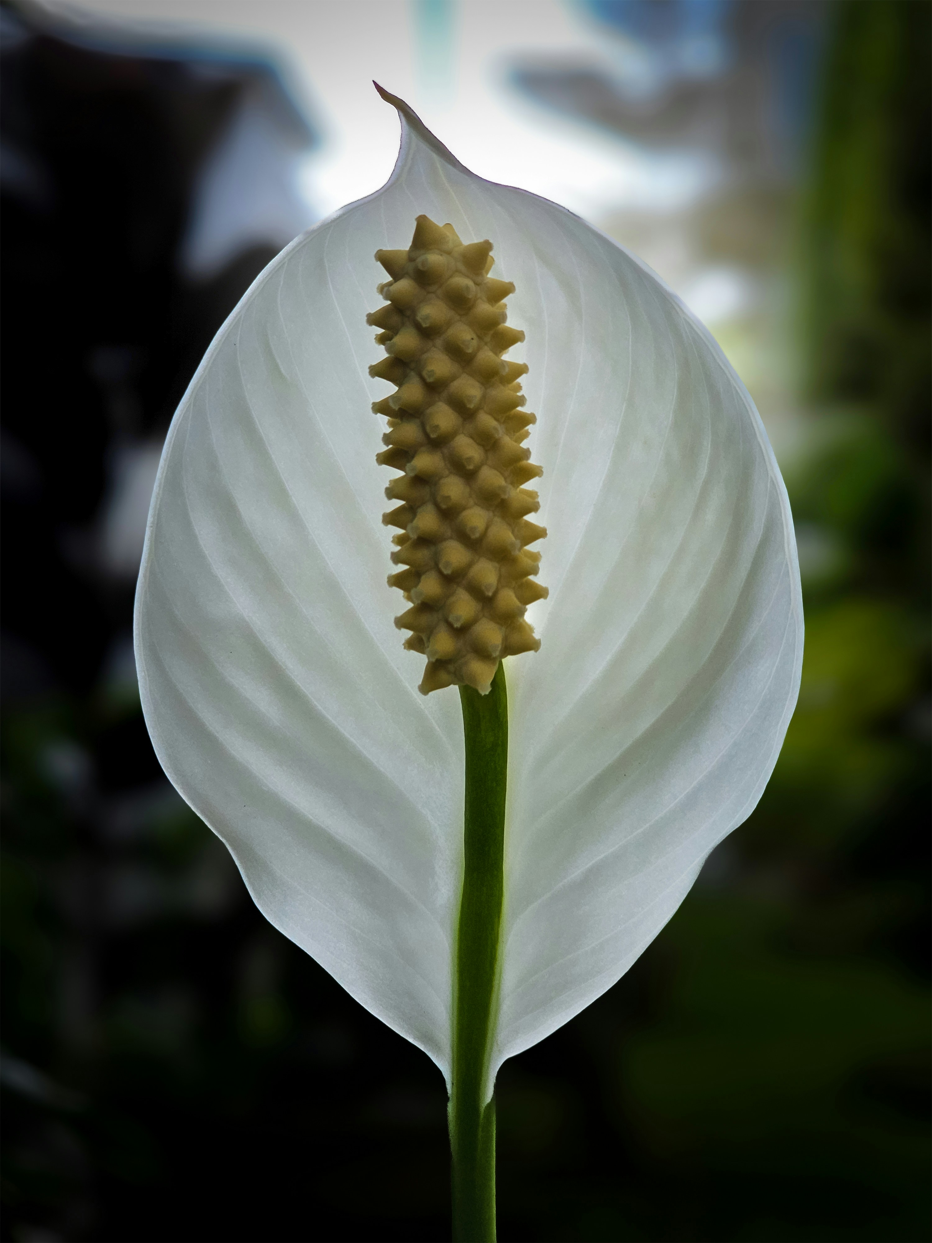 A close up of a white flower with a blurry background