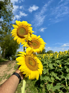 A hand holding a bunch of sunflowers in a field