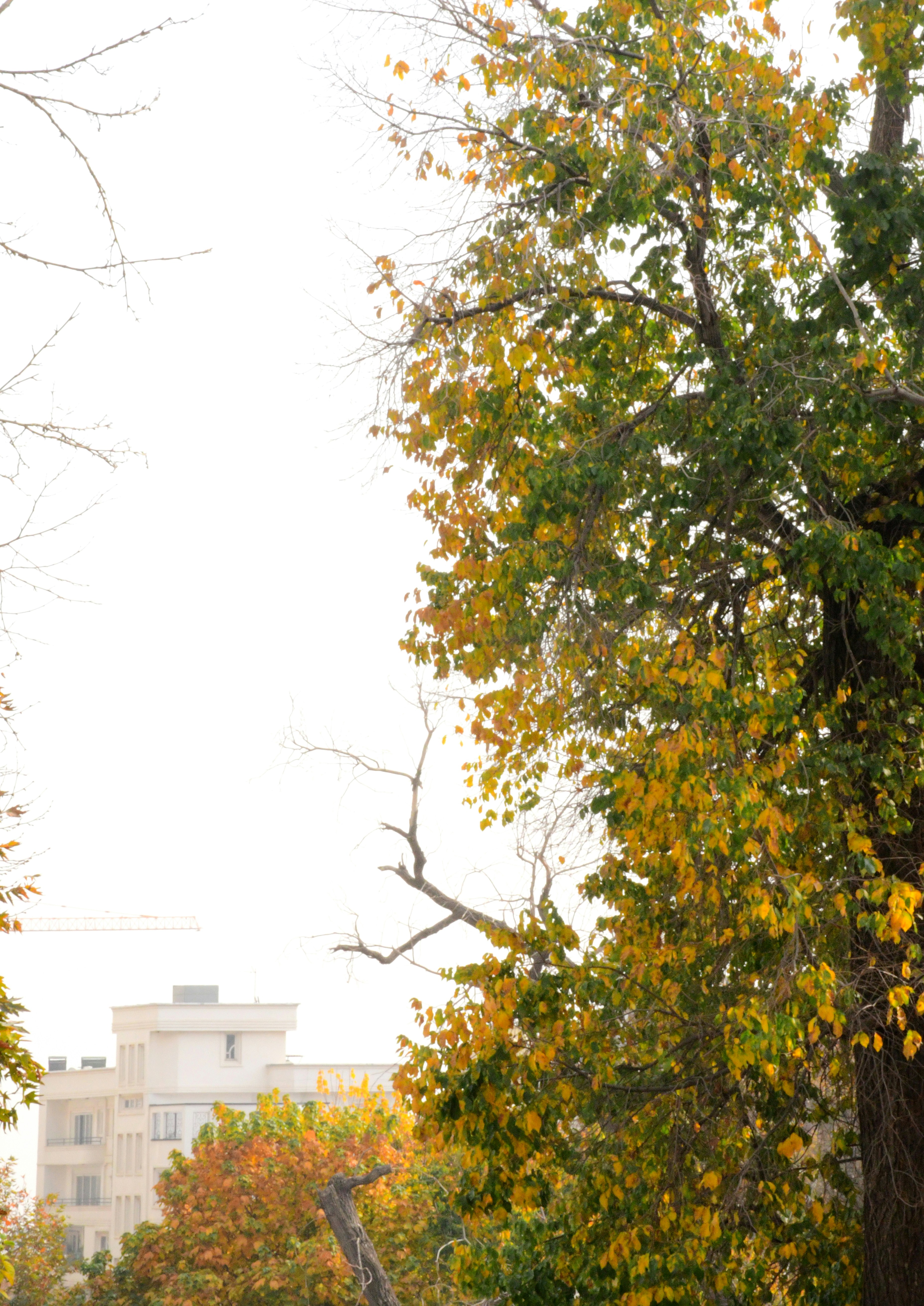 Photo by rashedpaykary