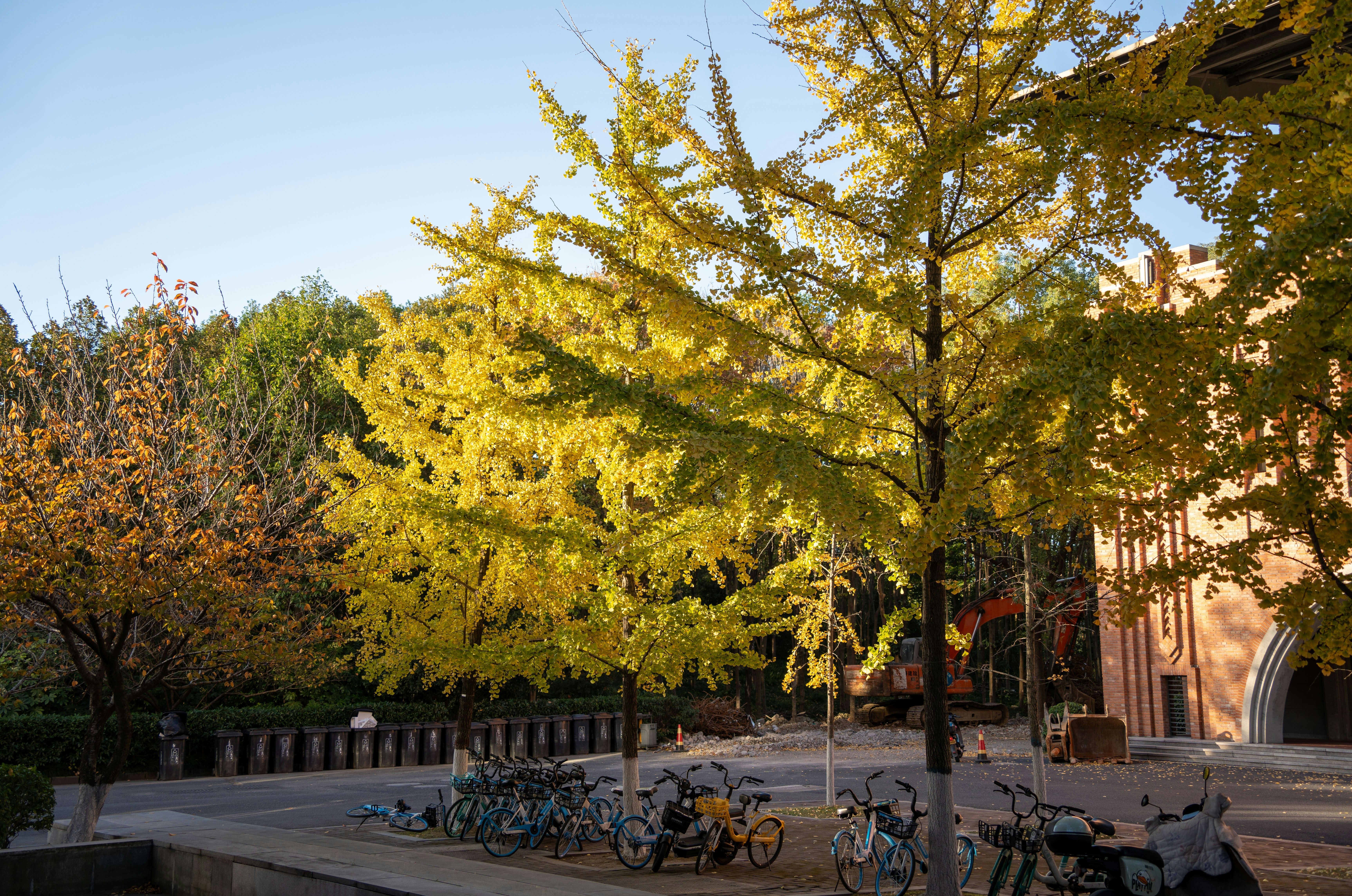 A group of bikes parked next to a tree