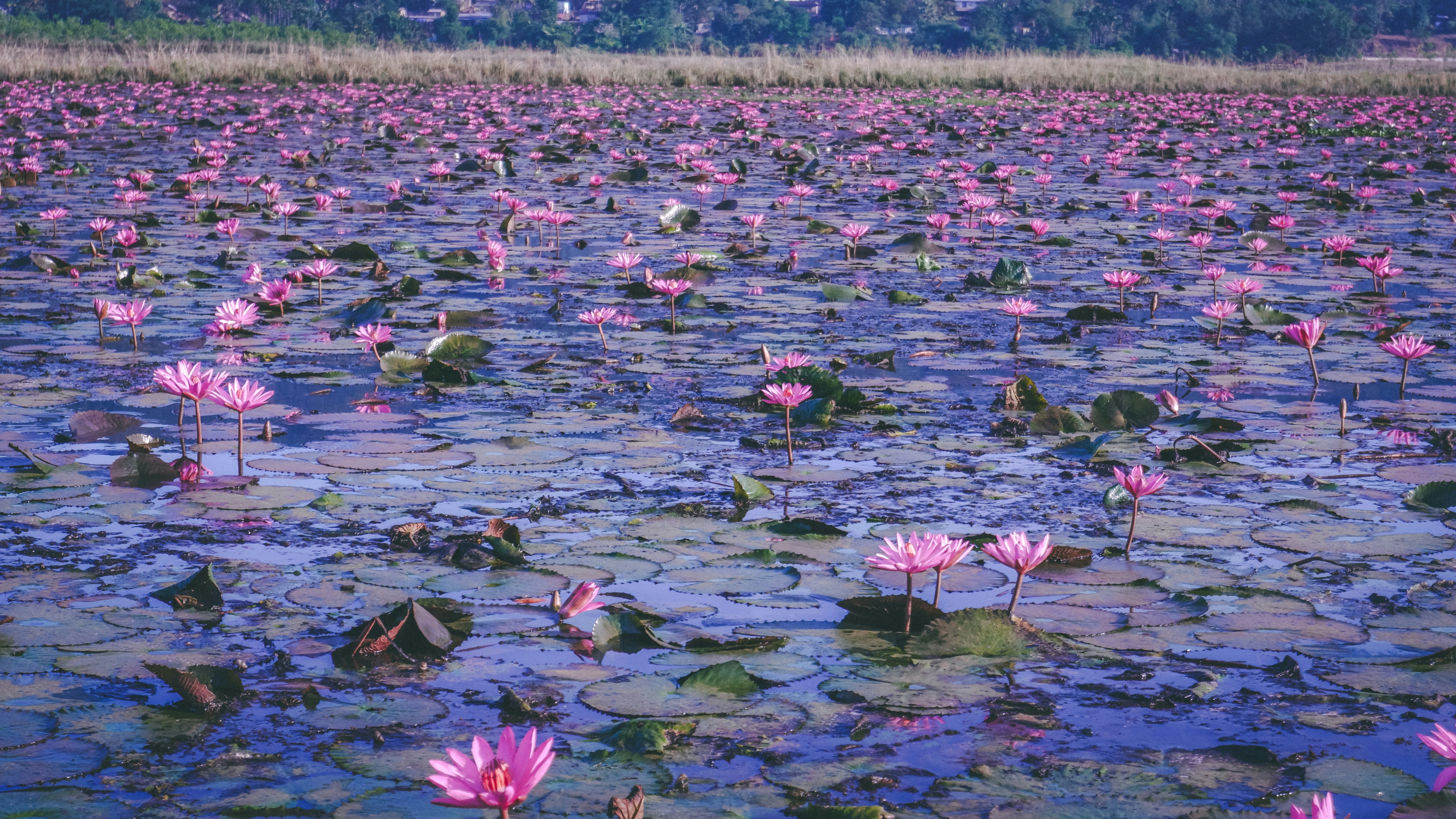 A large body of water filled with lots of pink flowers