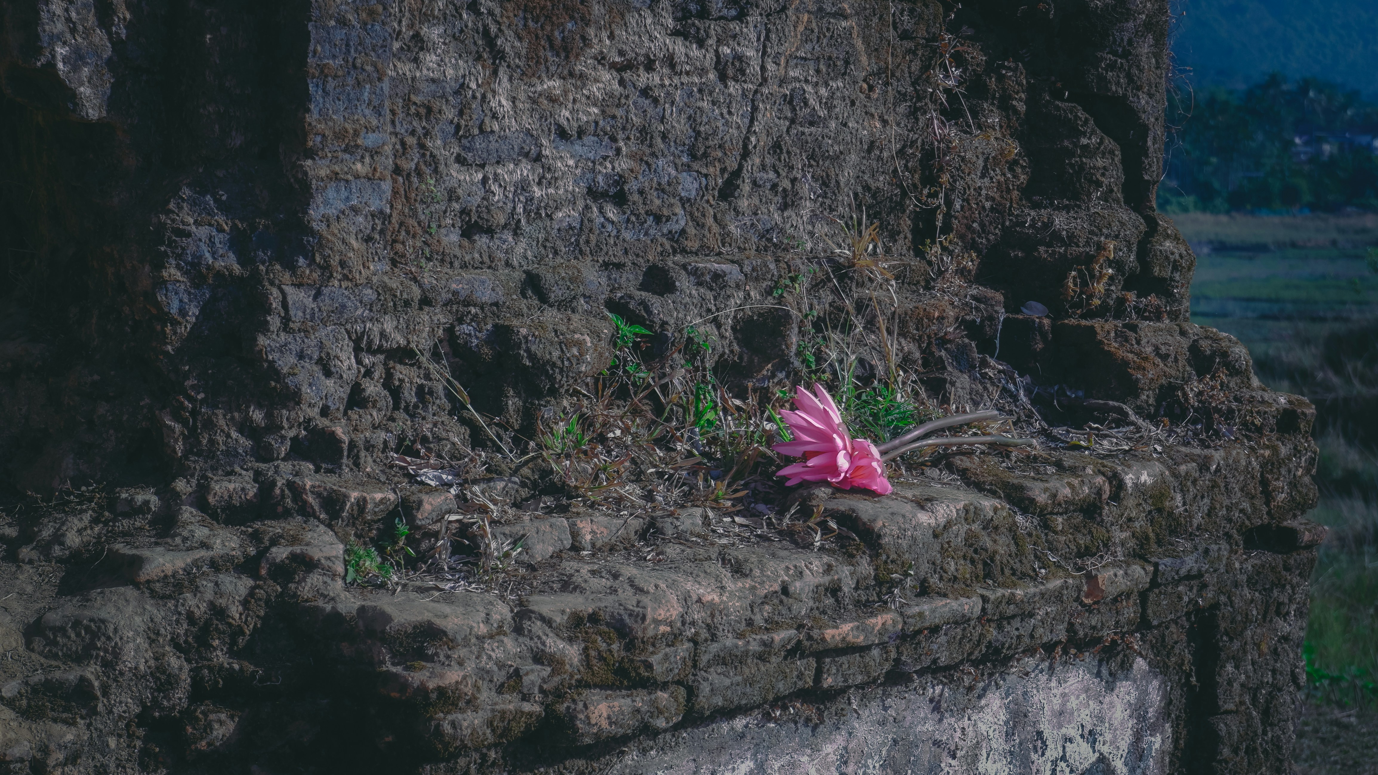 A pink flower sitting on top of a stone wall