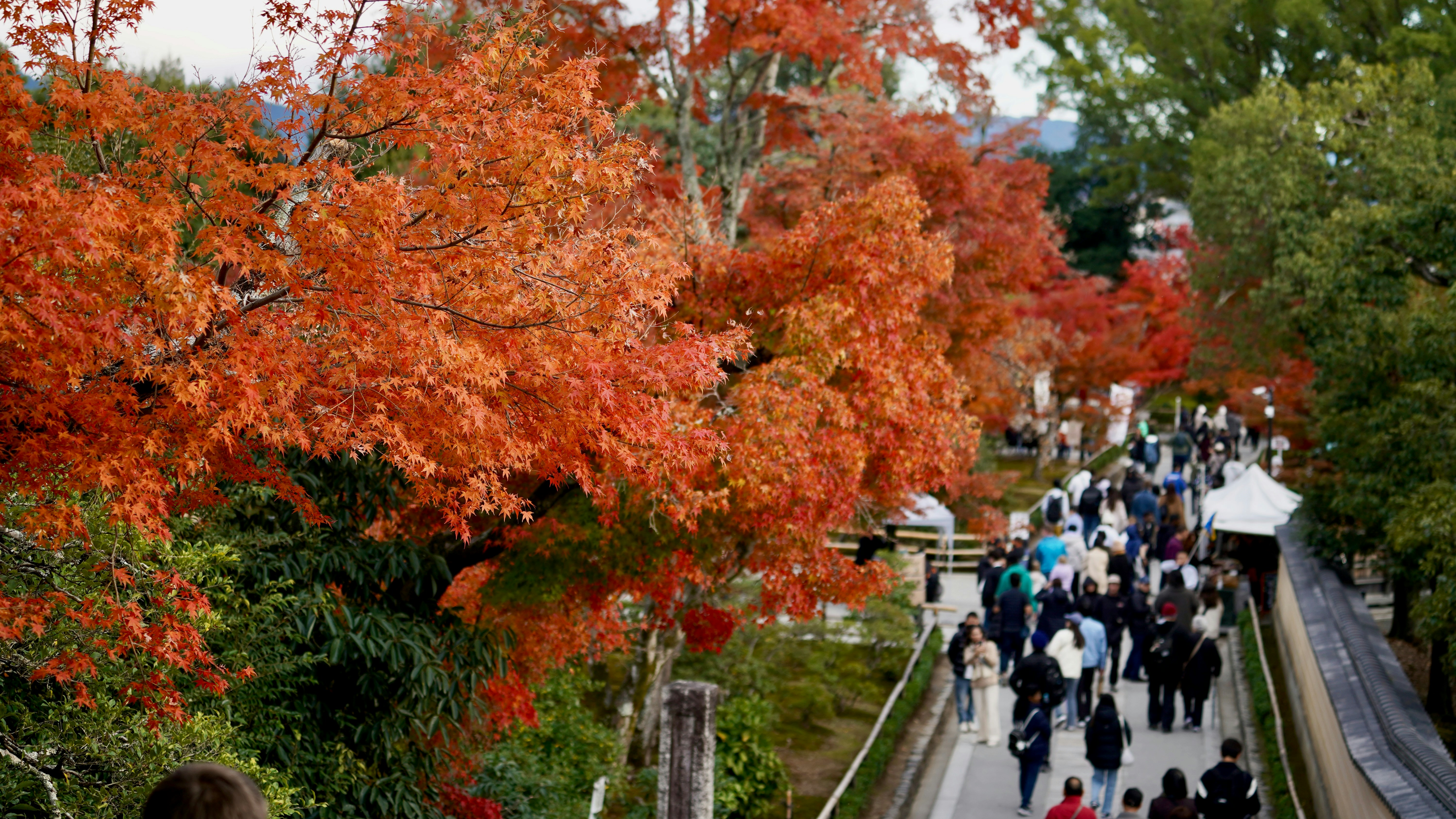 Kyoto in October: What Happens to Crowds, Temperatures, and Early Foliage Before Peak Autumn Color Arrives