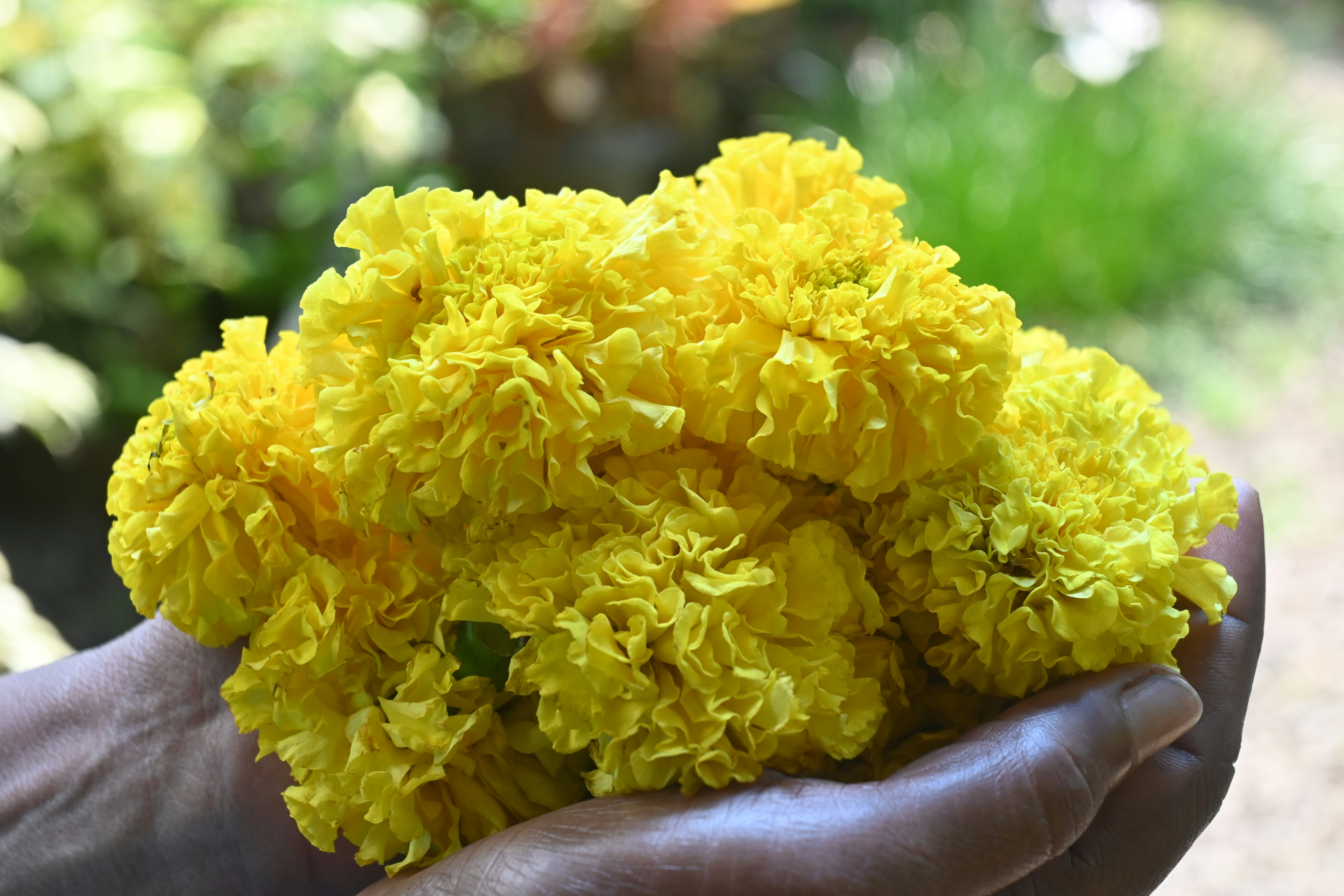 A person holding a bunch of yellow flowers