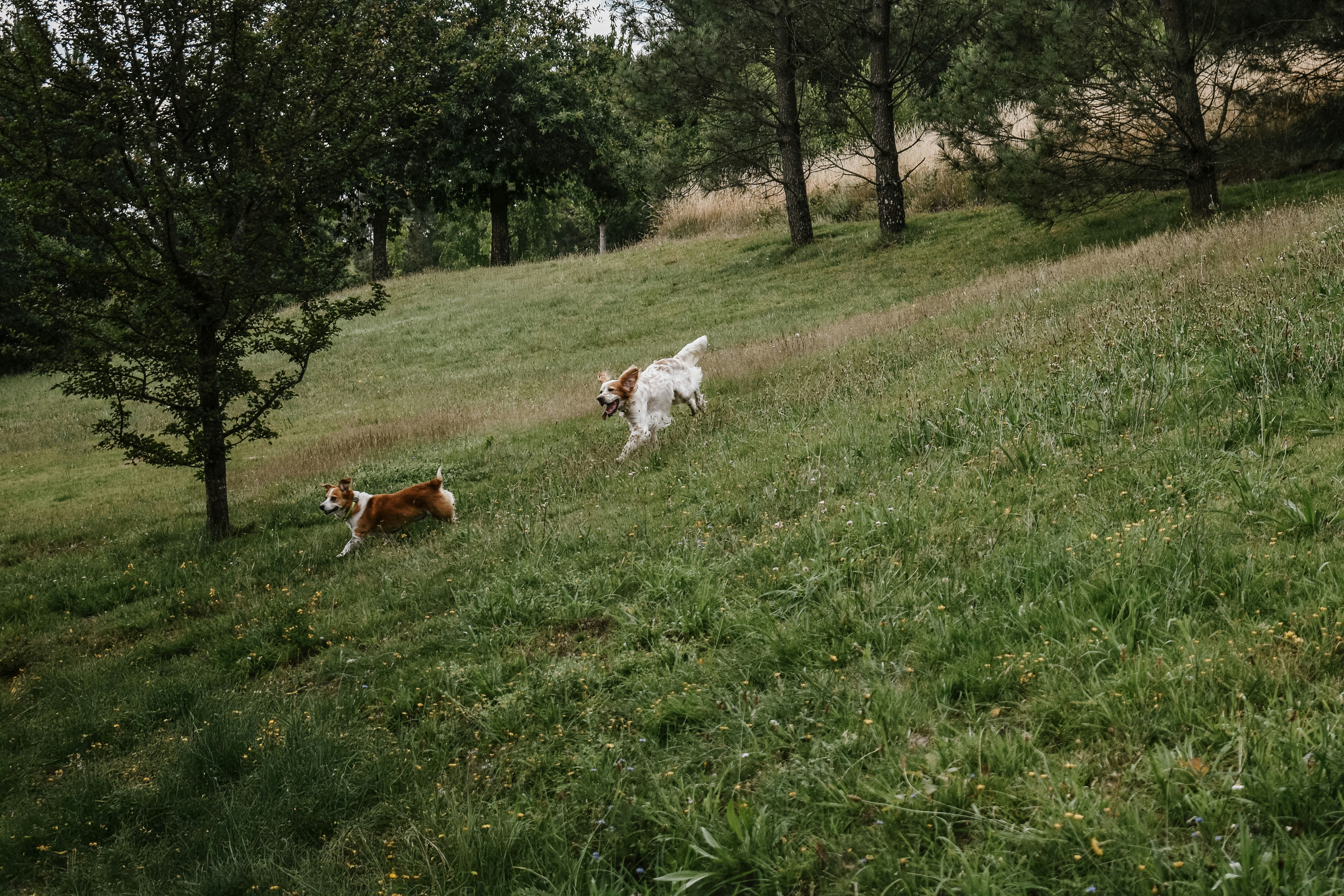 Two dogs running in a grassy field with trees in the background