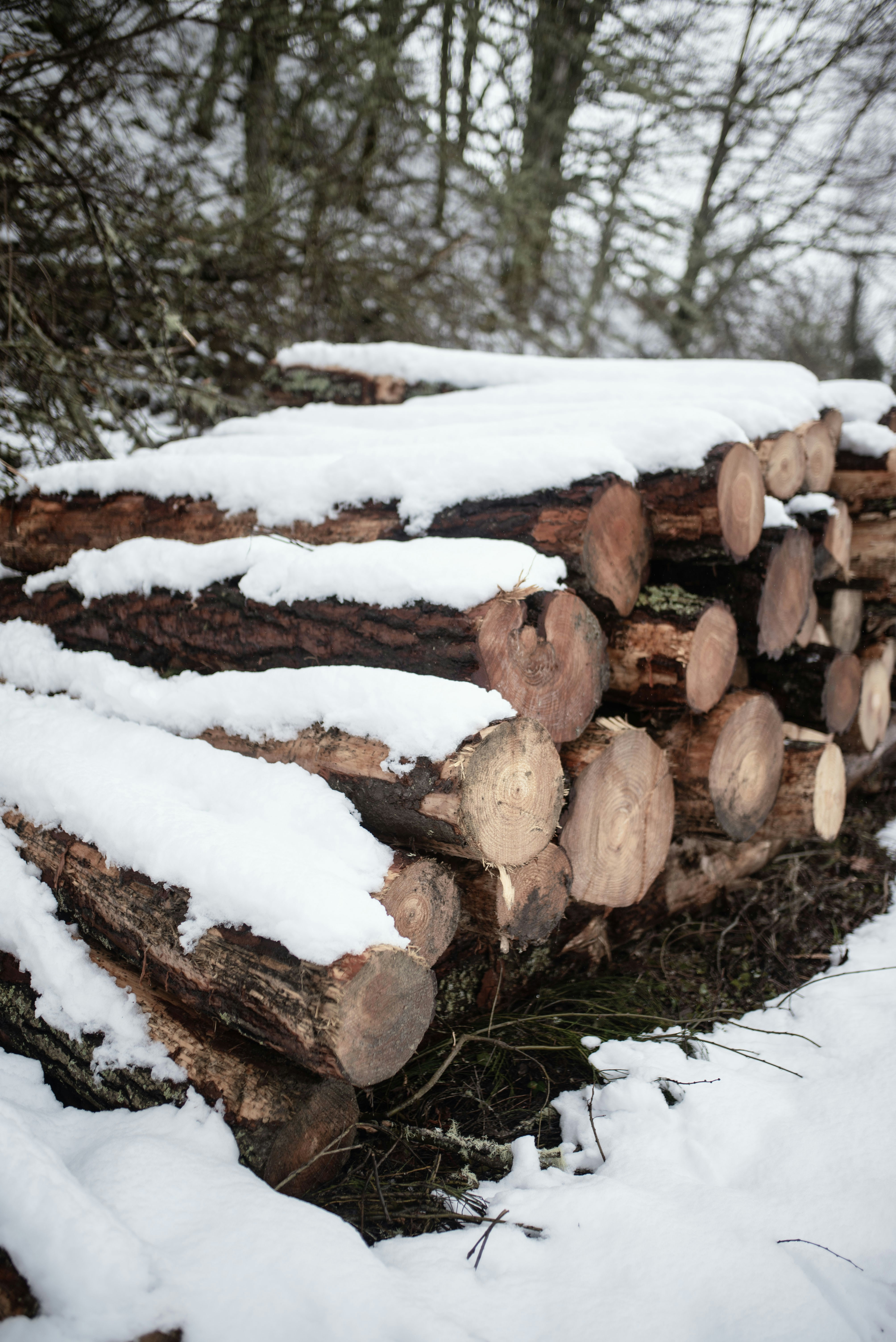 A pile of logs sitting on top of snow covered ground
