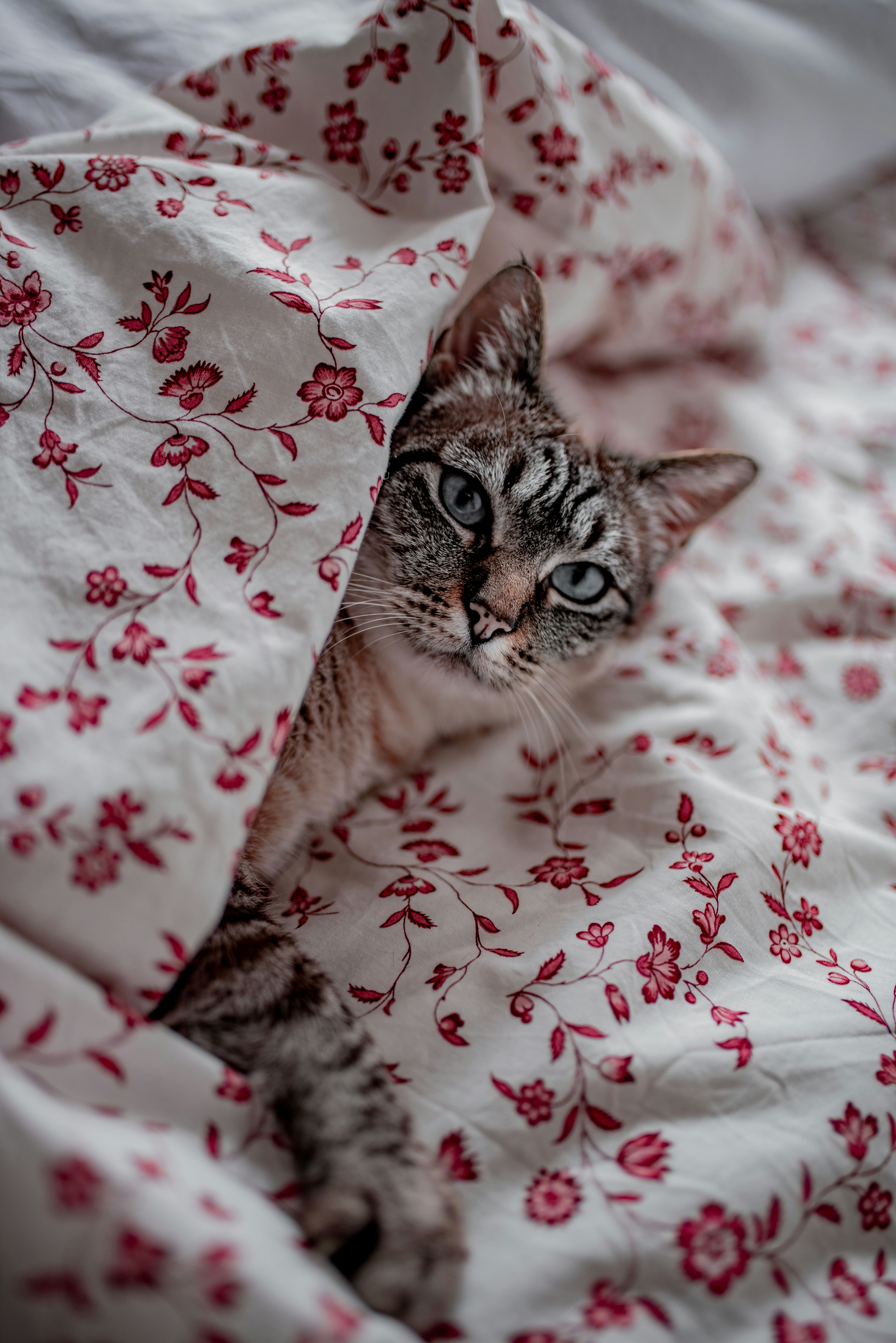 A cat hiding under a blanket on a bed