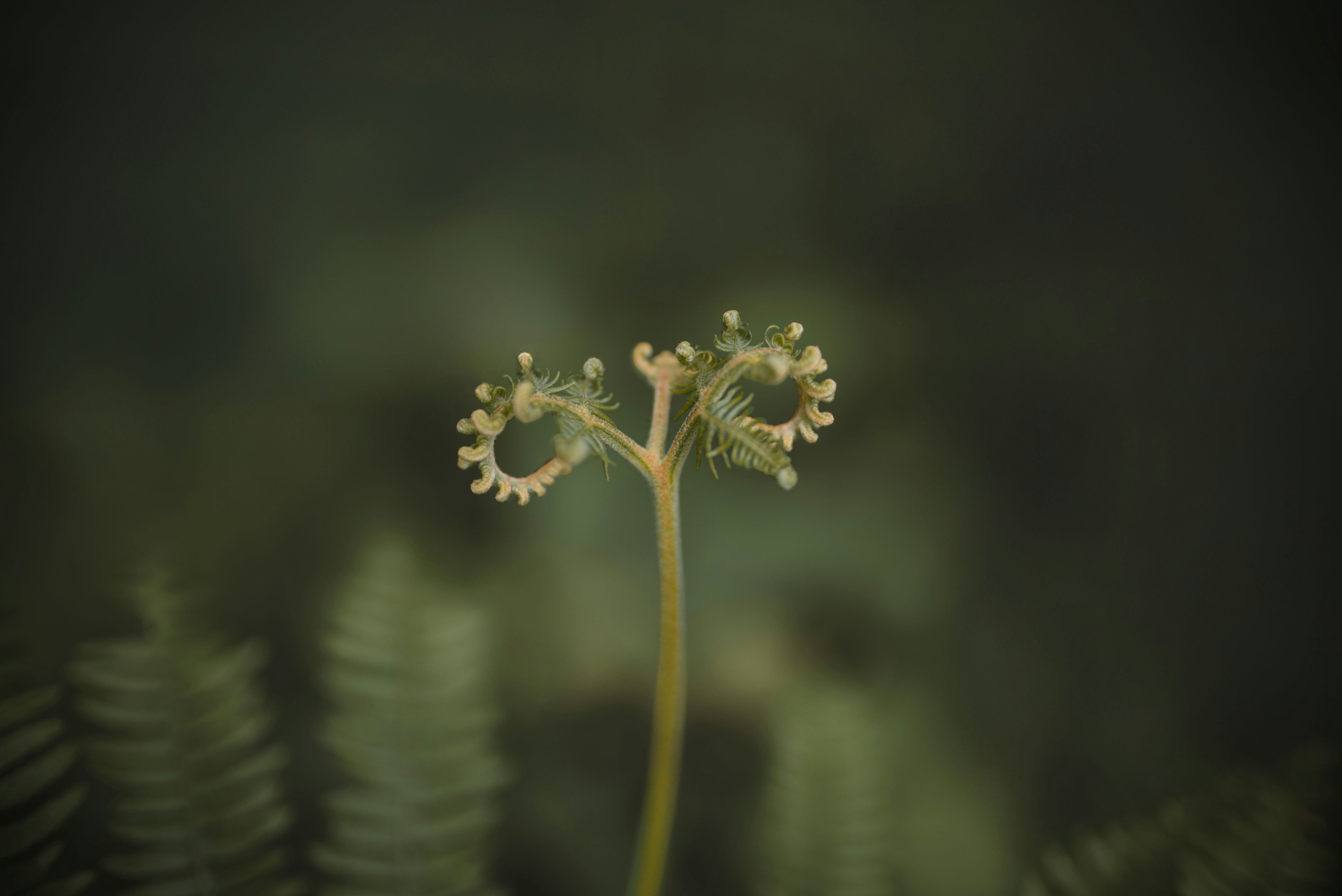 A plant that is growing out of the ground