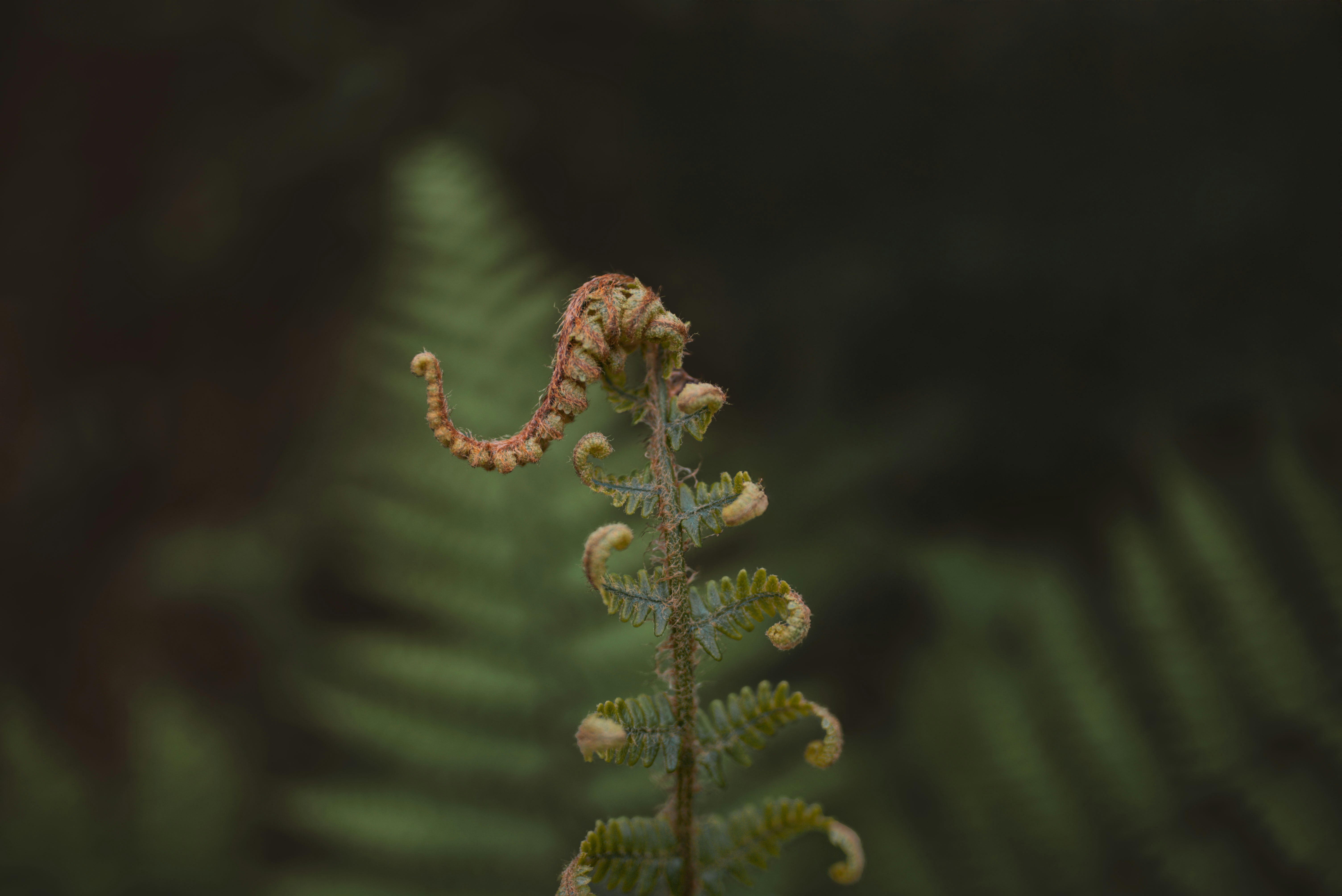 A close up of a plant with leaves in the background
